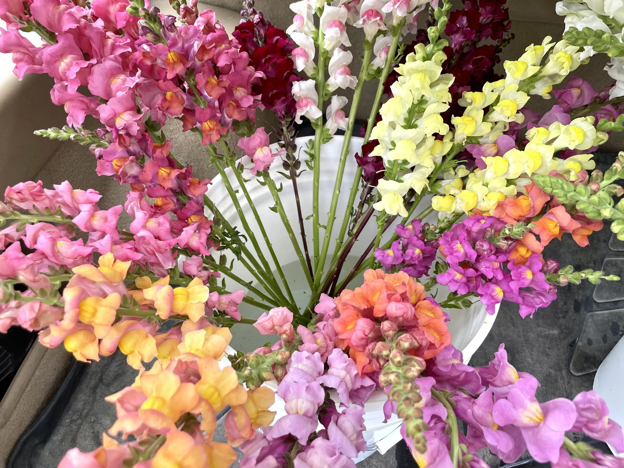 Colorful snapdragon flowers in shades of pink, yellow, orange, and purple in a white vase.