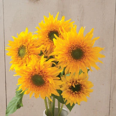 greenburst sunflower.webp