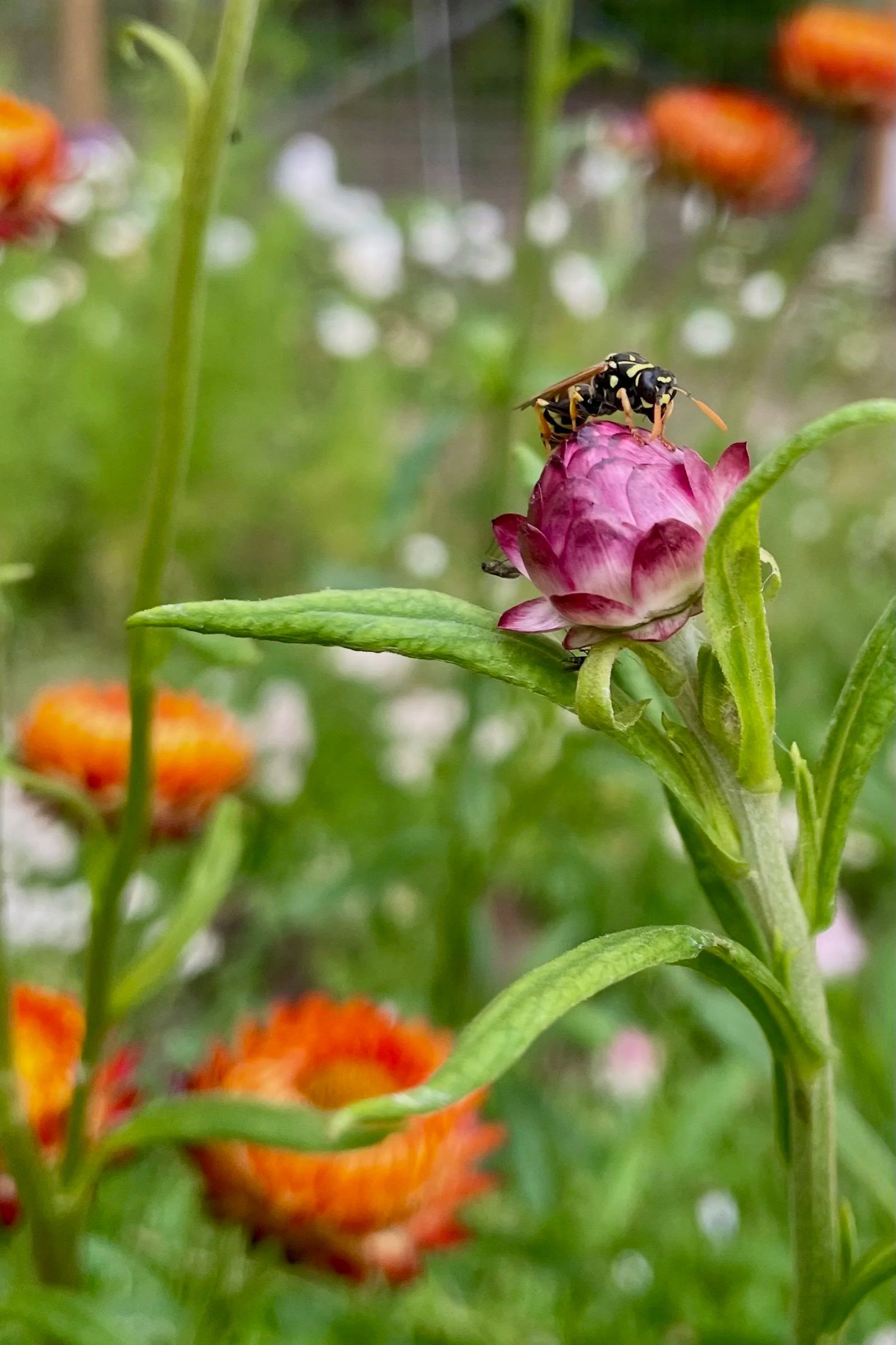 A close-up of a pink flower with a wasp on top, surrounded by green leaves and orange flowers in the background.