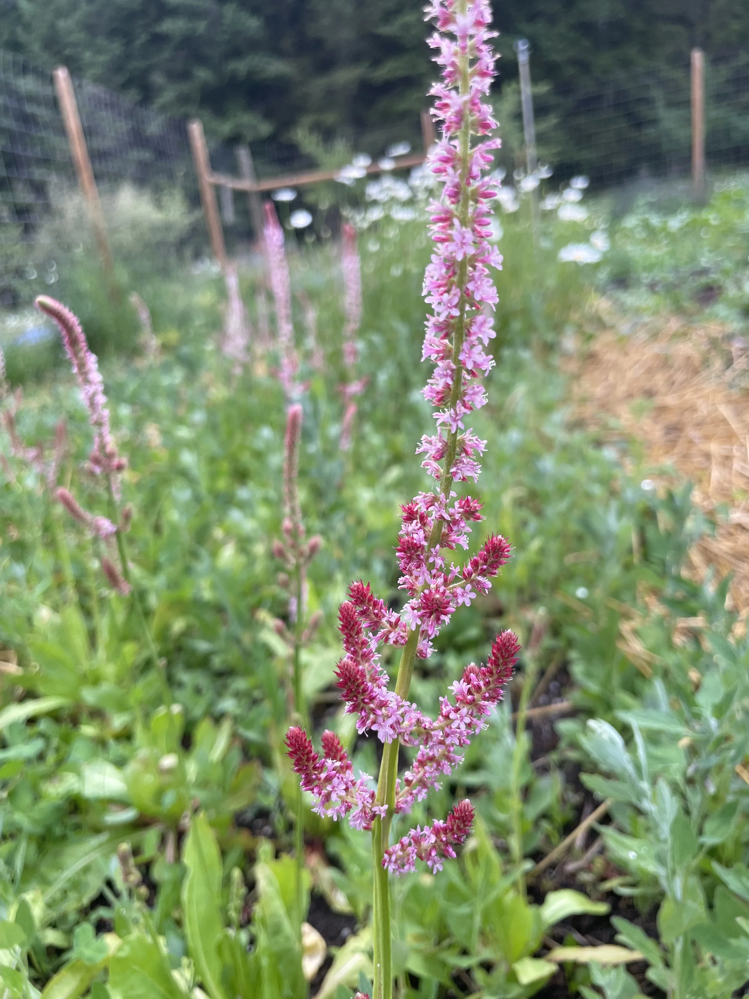 Pink Pokers