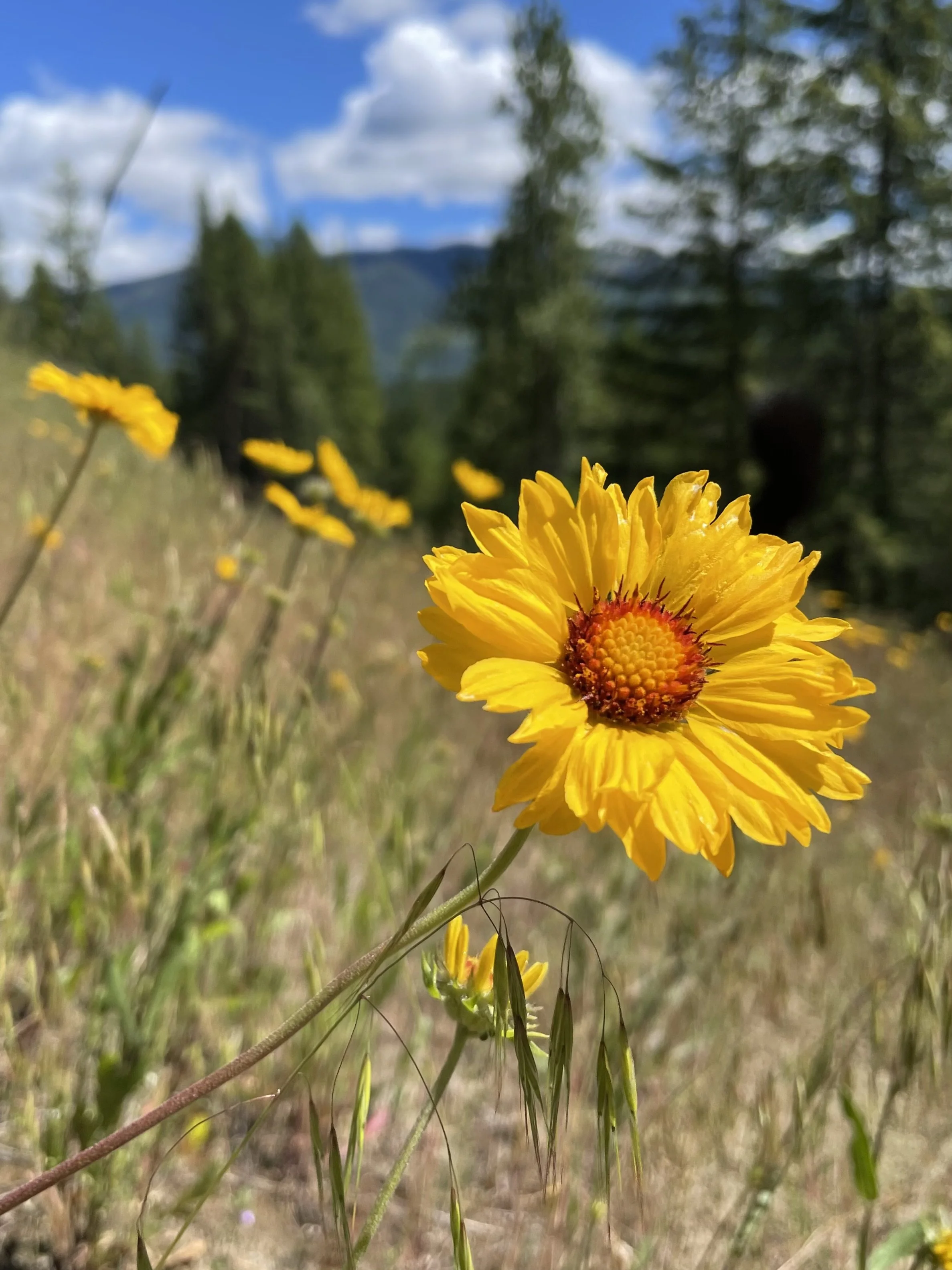 Close-up of a bright yellow wildflower with a blurred background of more flowers, trees, mountains, and blue sky with clouds.