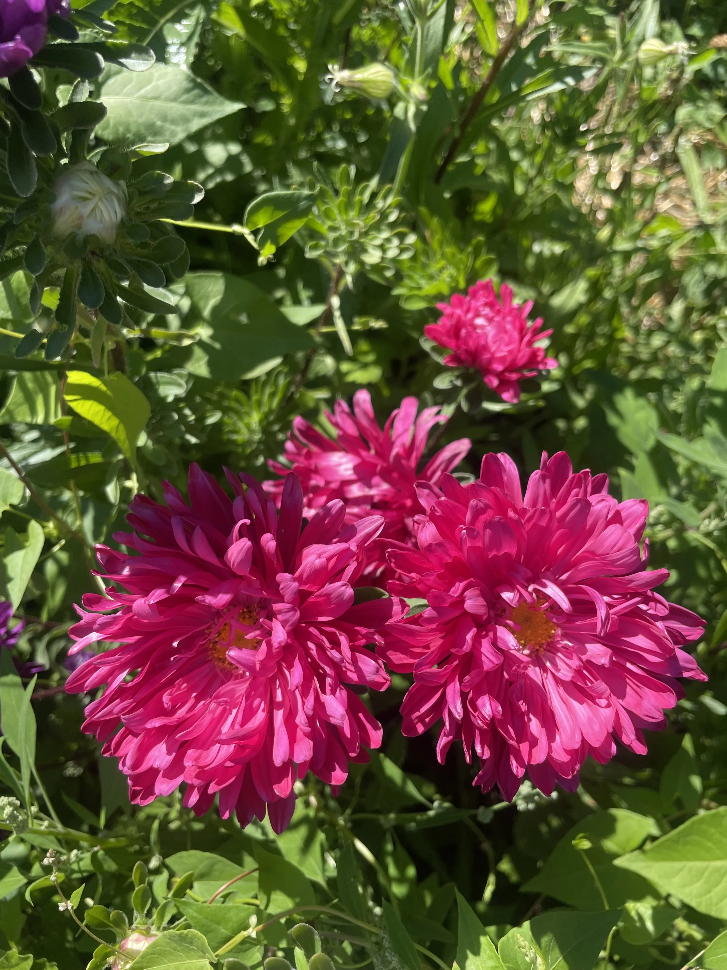 IMG_9801.jpeg