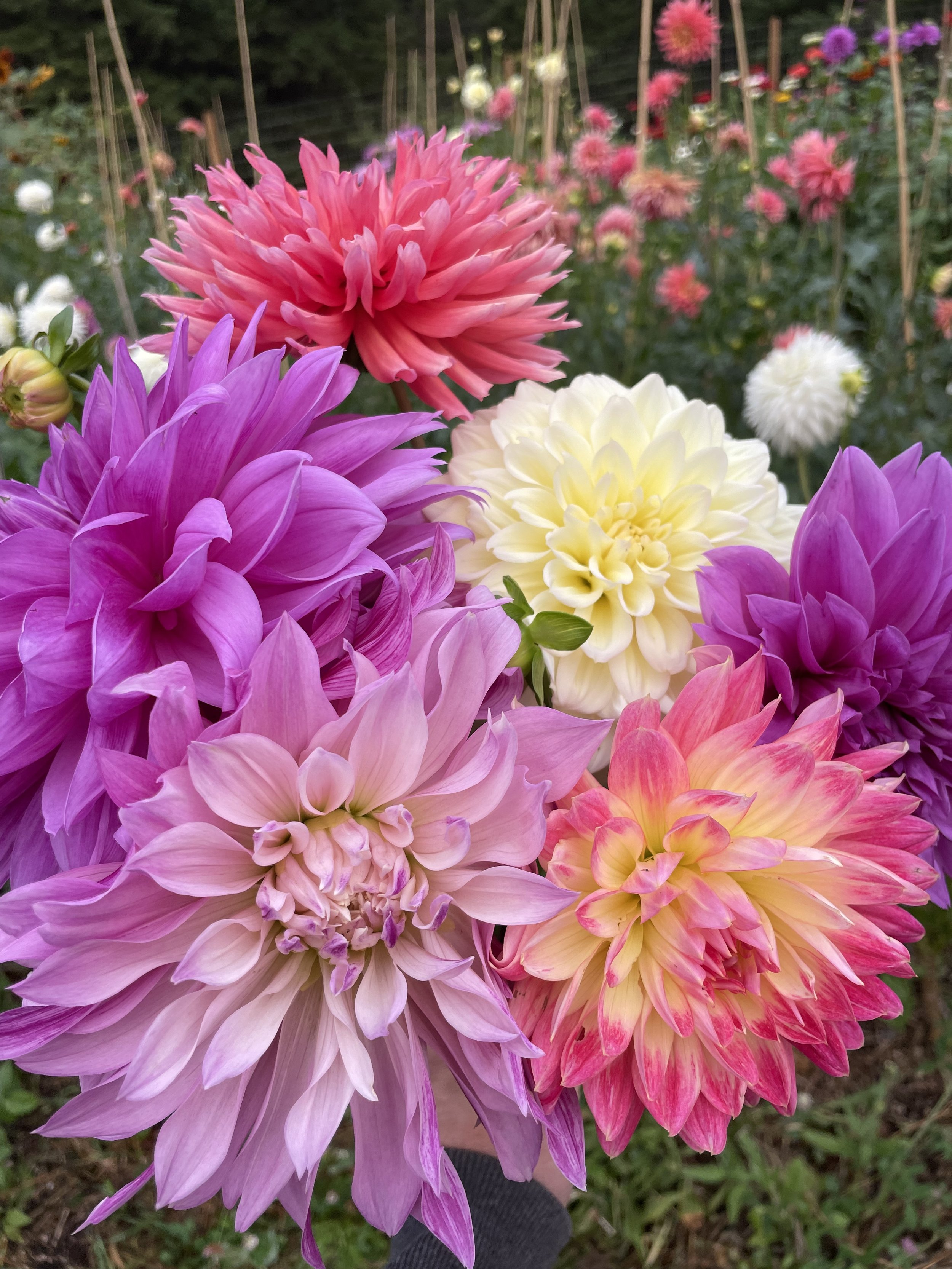 Close-up of colorful dahlias in a garden, including pink, purple, yellow, and cream flowers.