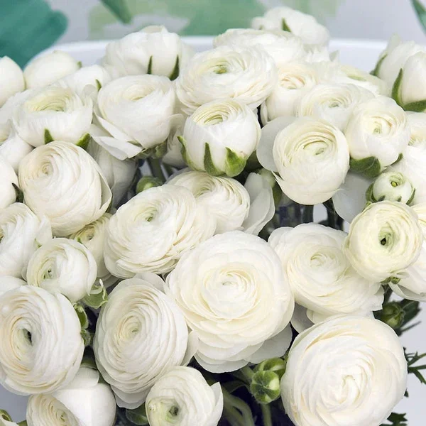 ranunculus white.webp