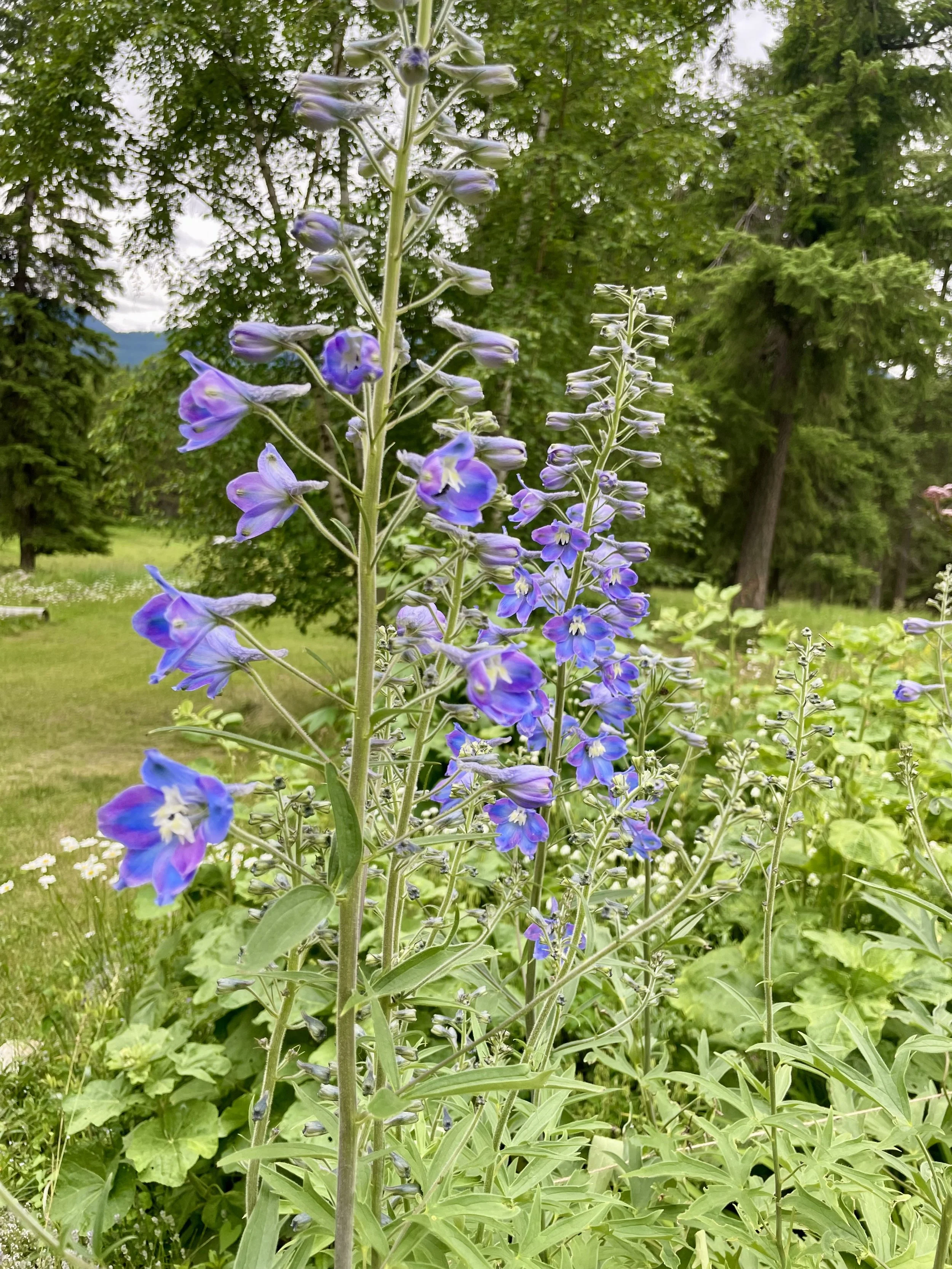 Delphinium