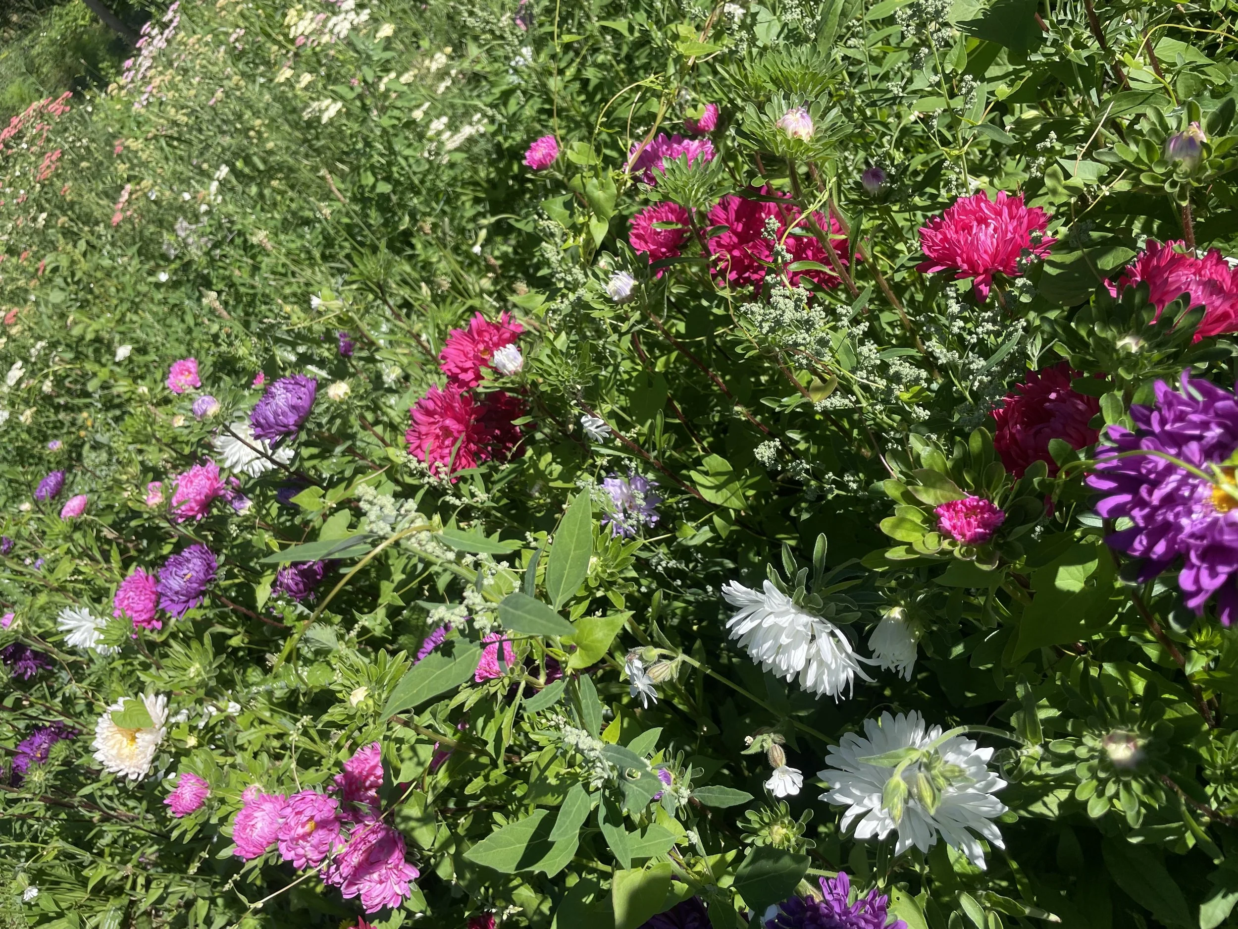 IMG_9864.jpeg