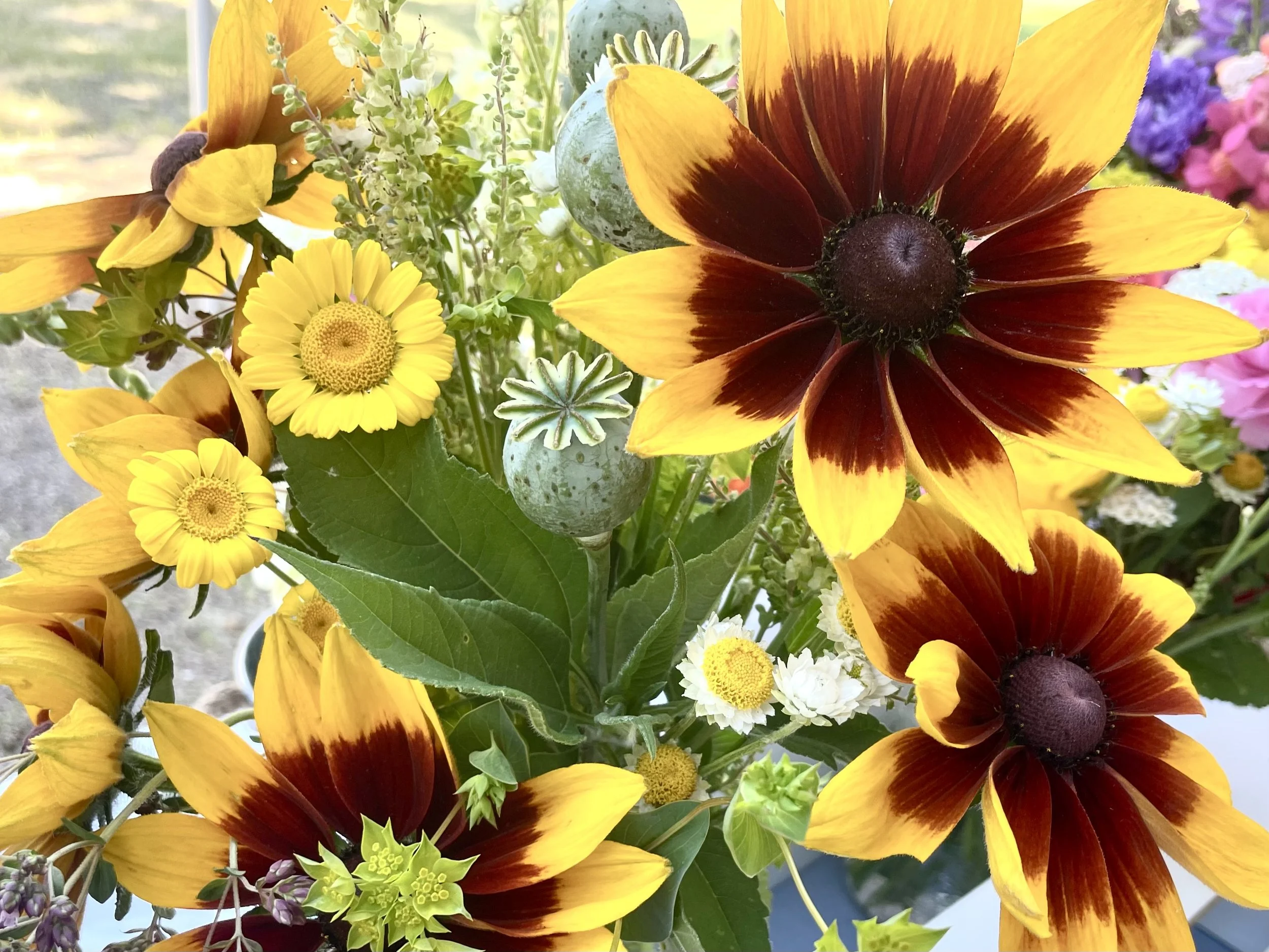 rudbeckia and chamomile.jpg