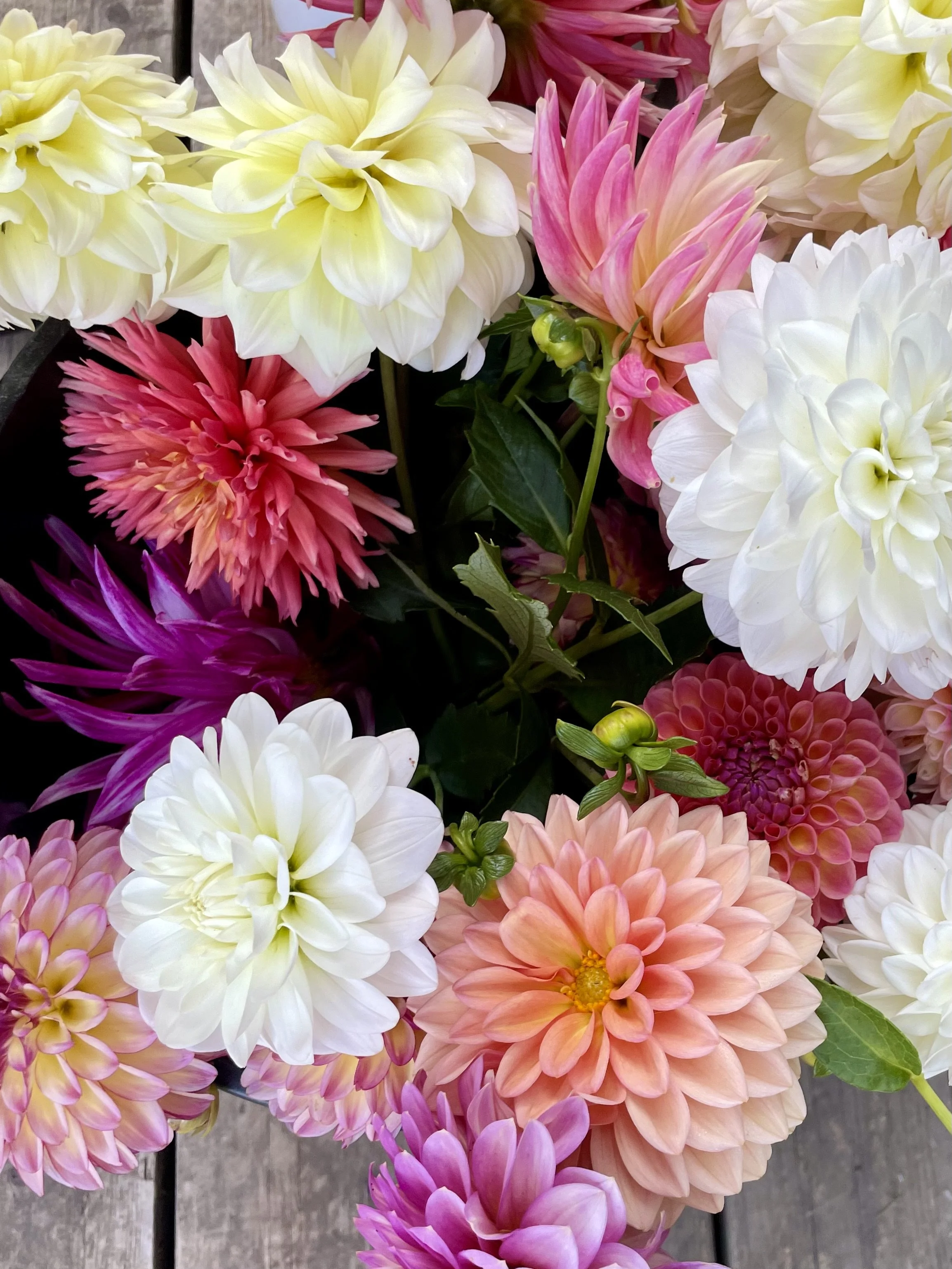 A colorful bunch of large, vibrant flowers including dahlias in shades of white, pink, peach, purple, and red, with green leaves and unopened buds.