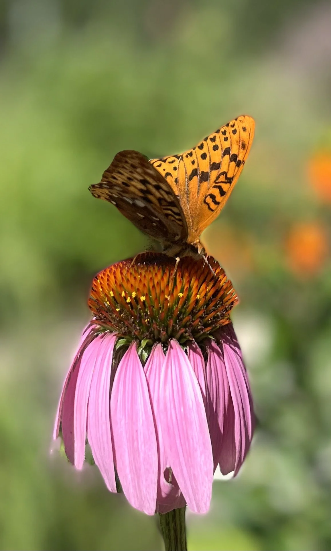 A butterfly with orange and black patterned wings perched on a pink coneflower with orange center