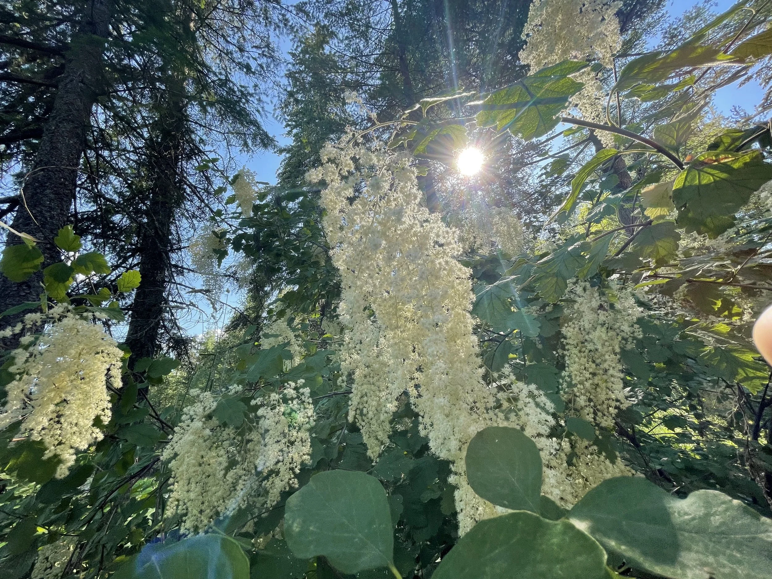 Sun shining through trees and flowering plants with white blossoms on a clear day.