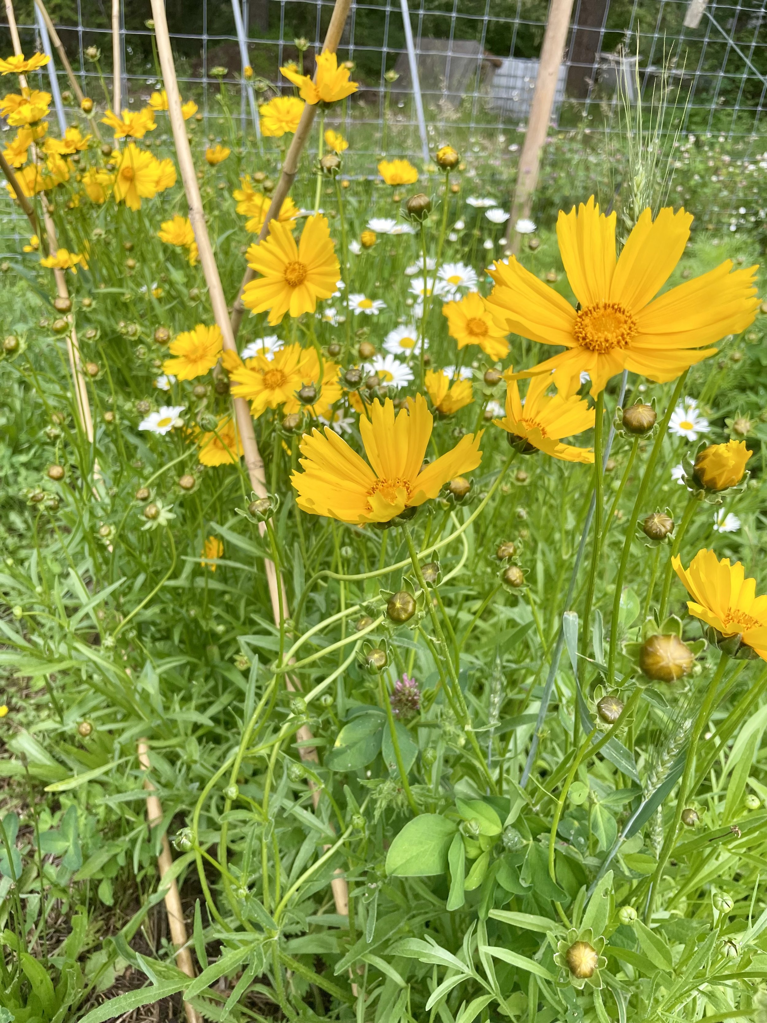 IMG_9543.jpeg