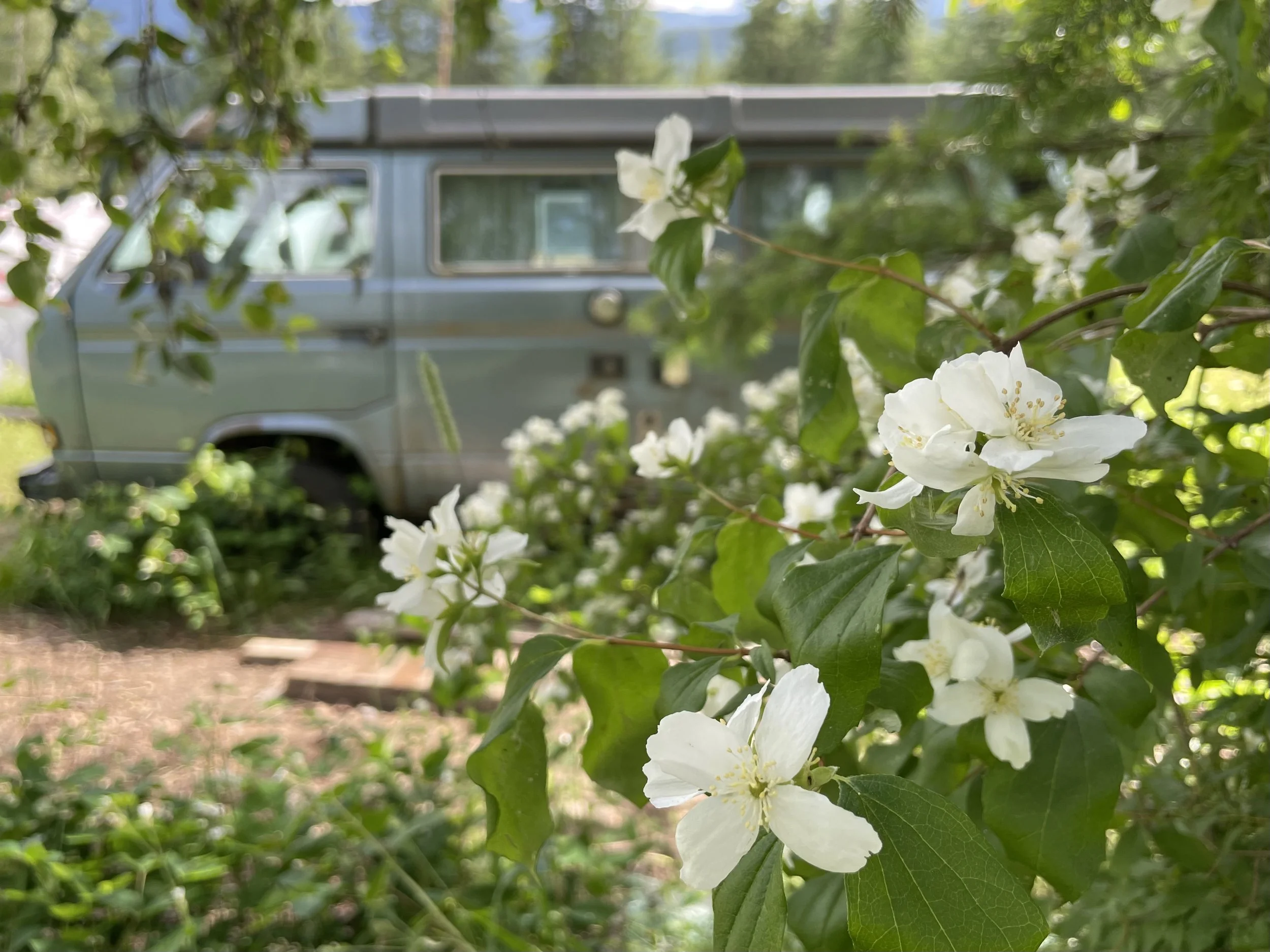 Close-up of white flowers and green leaves in front of a blurred grey vehicle in a natural outdoor setting.