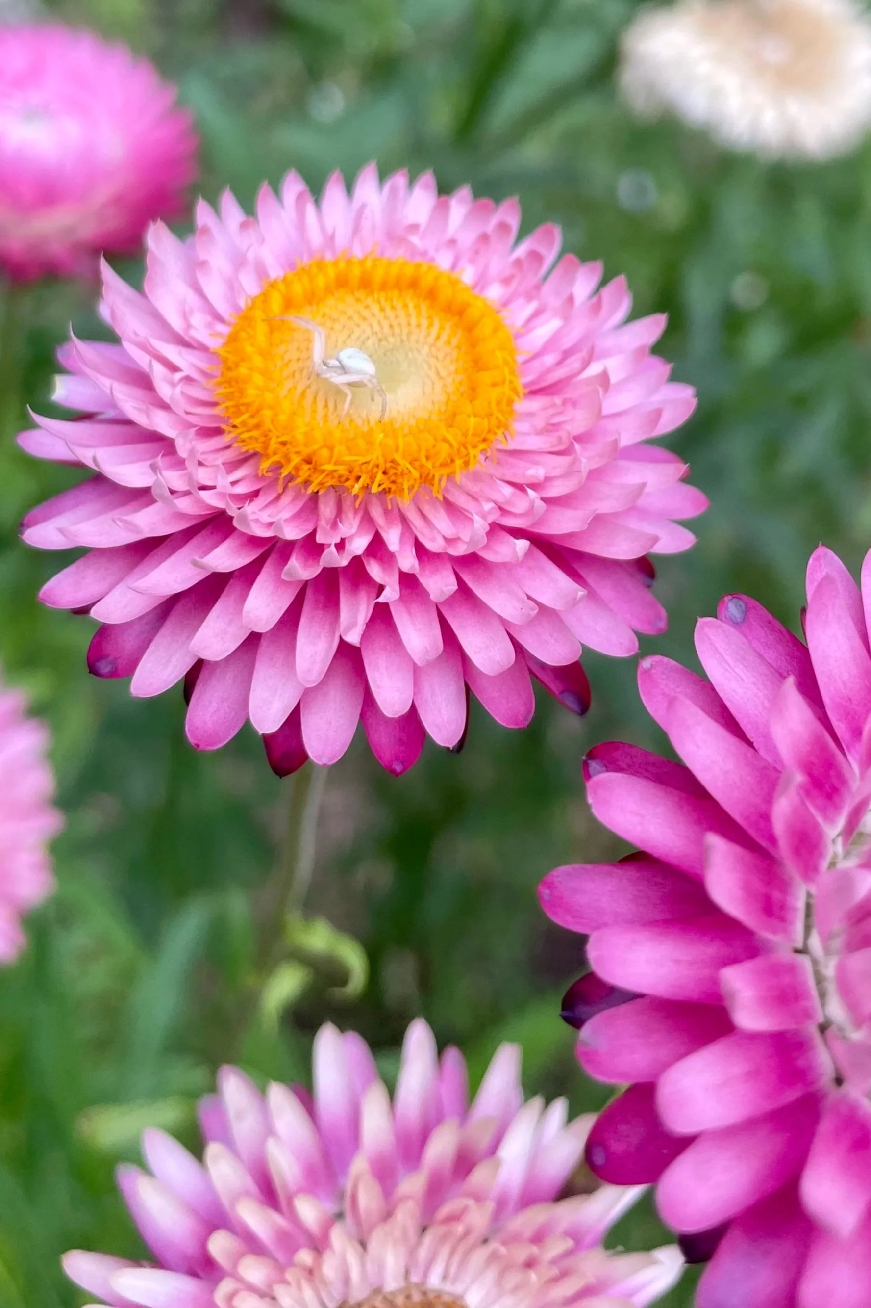 Pink and white flowers with yellow centers, with a small white insect on a central flower.