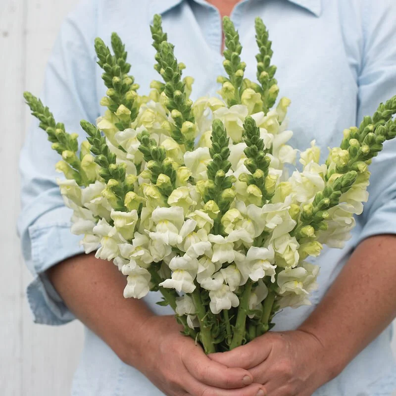 Person holding a bouquet of white and yellow snapdragon flowers in front of a light-colored background.