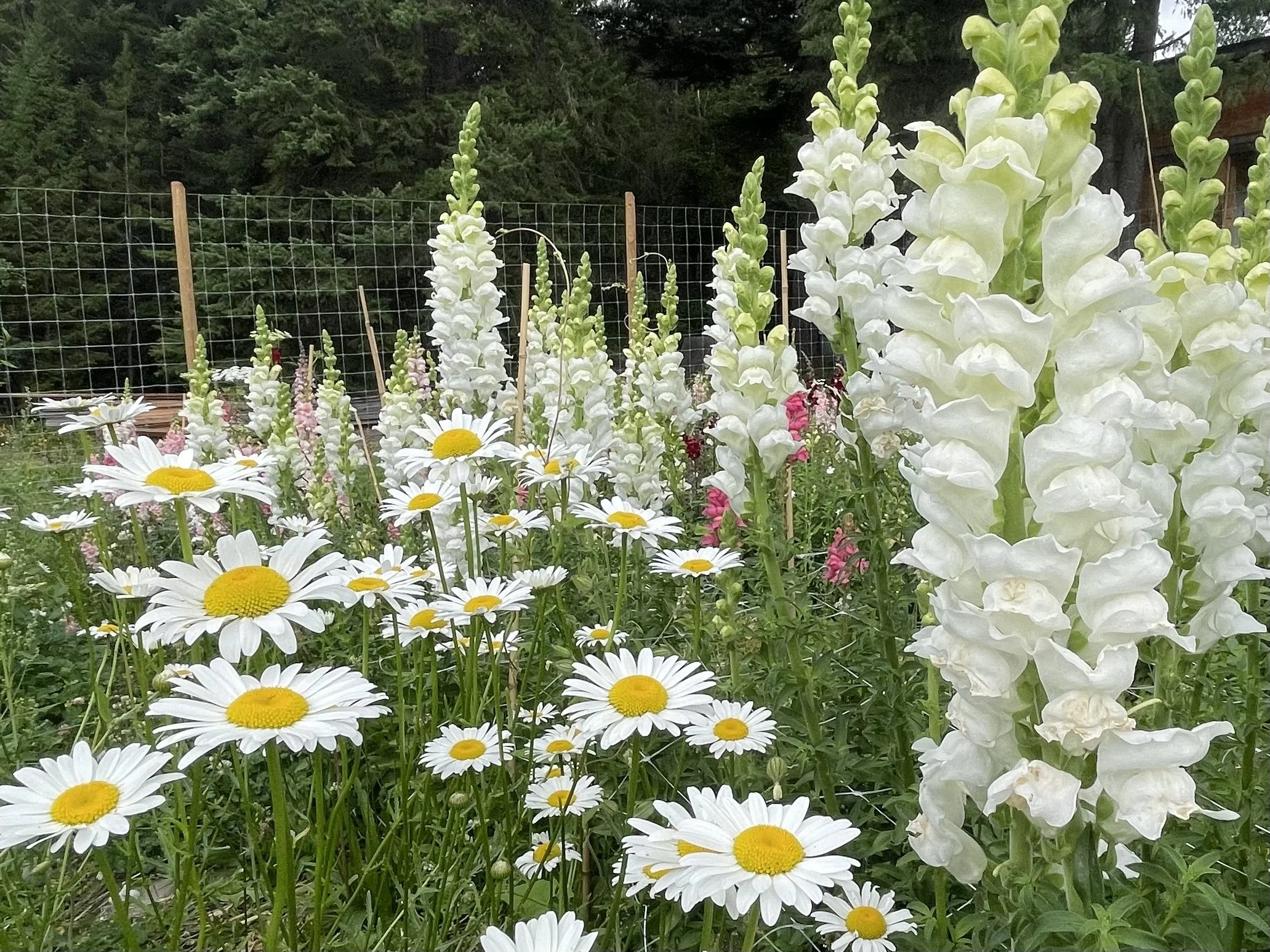 A garden with white daisies with yellow centers, tall white snapdragon flowers, and pink flowers. There is a wire fence and green trees in the background.
