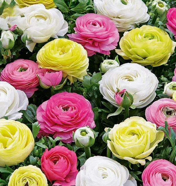 Ranunculus-Pastel.webp