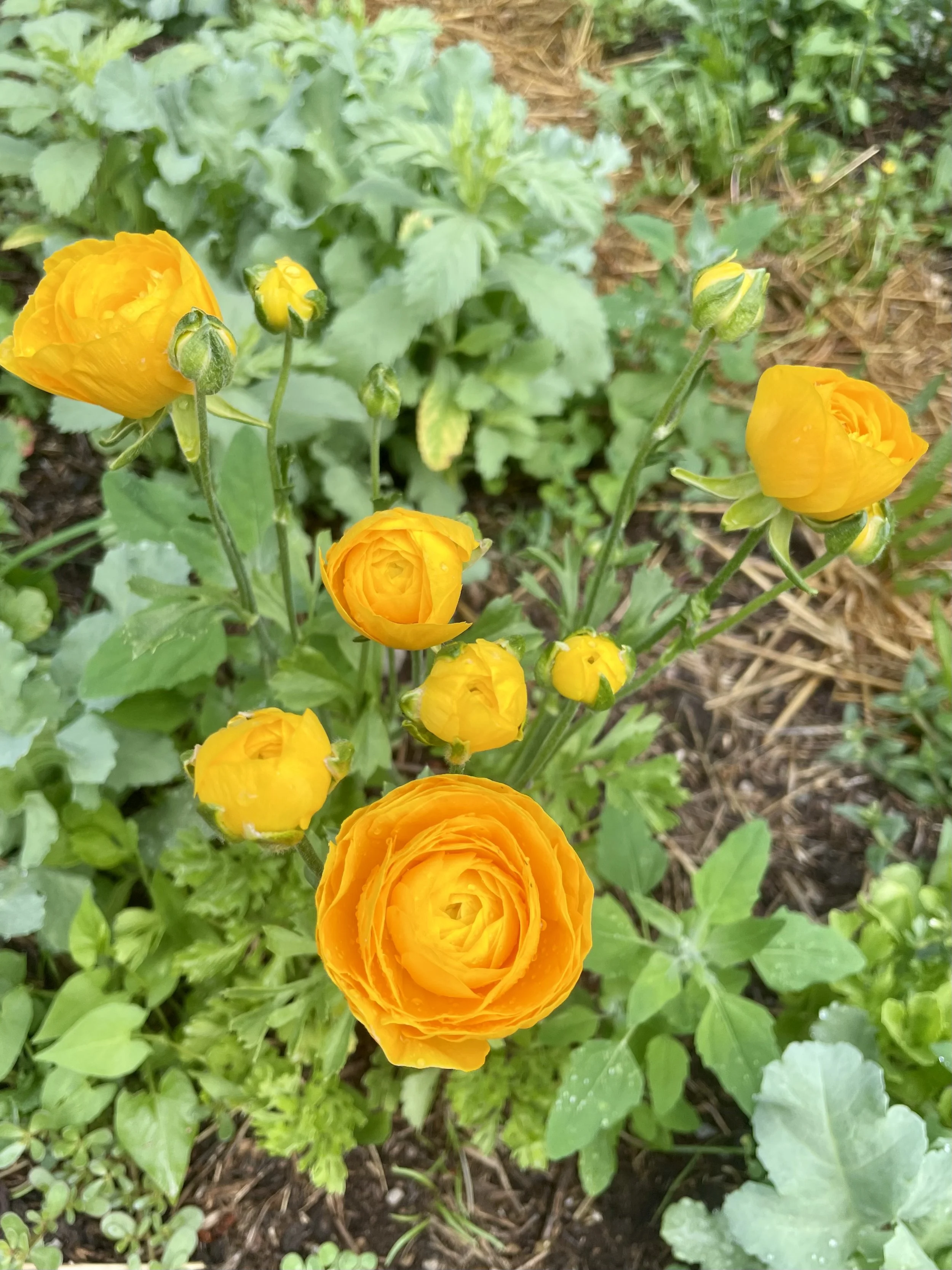 IMG_9531.jpeg