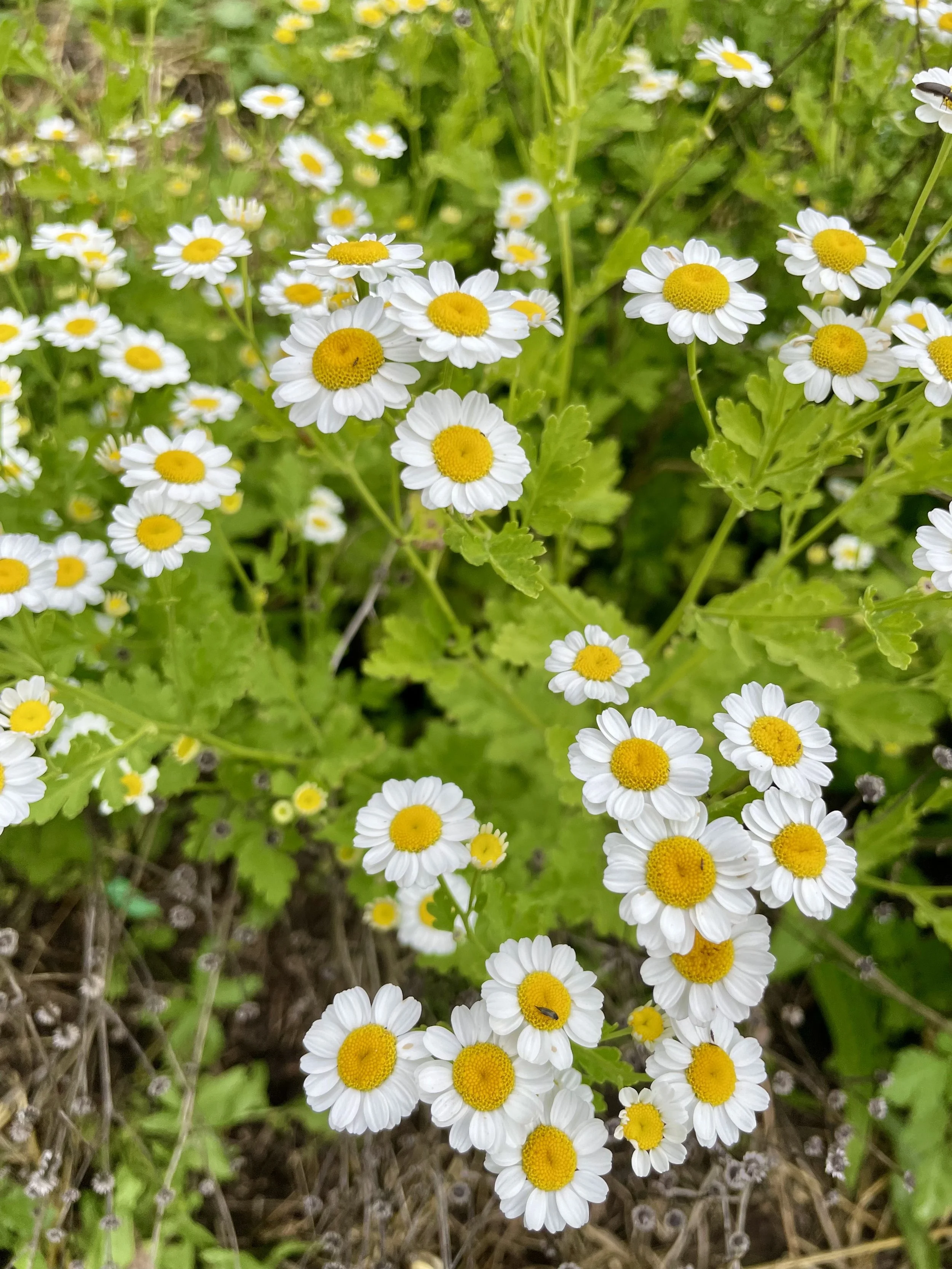Feverfew