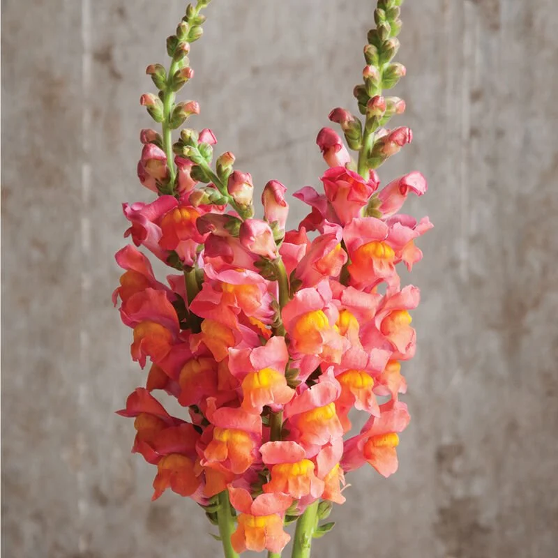 Close-up of a pink and yellow snapdragon flower against a neutral background.
