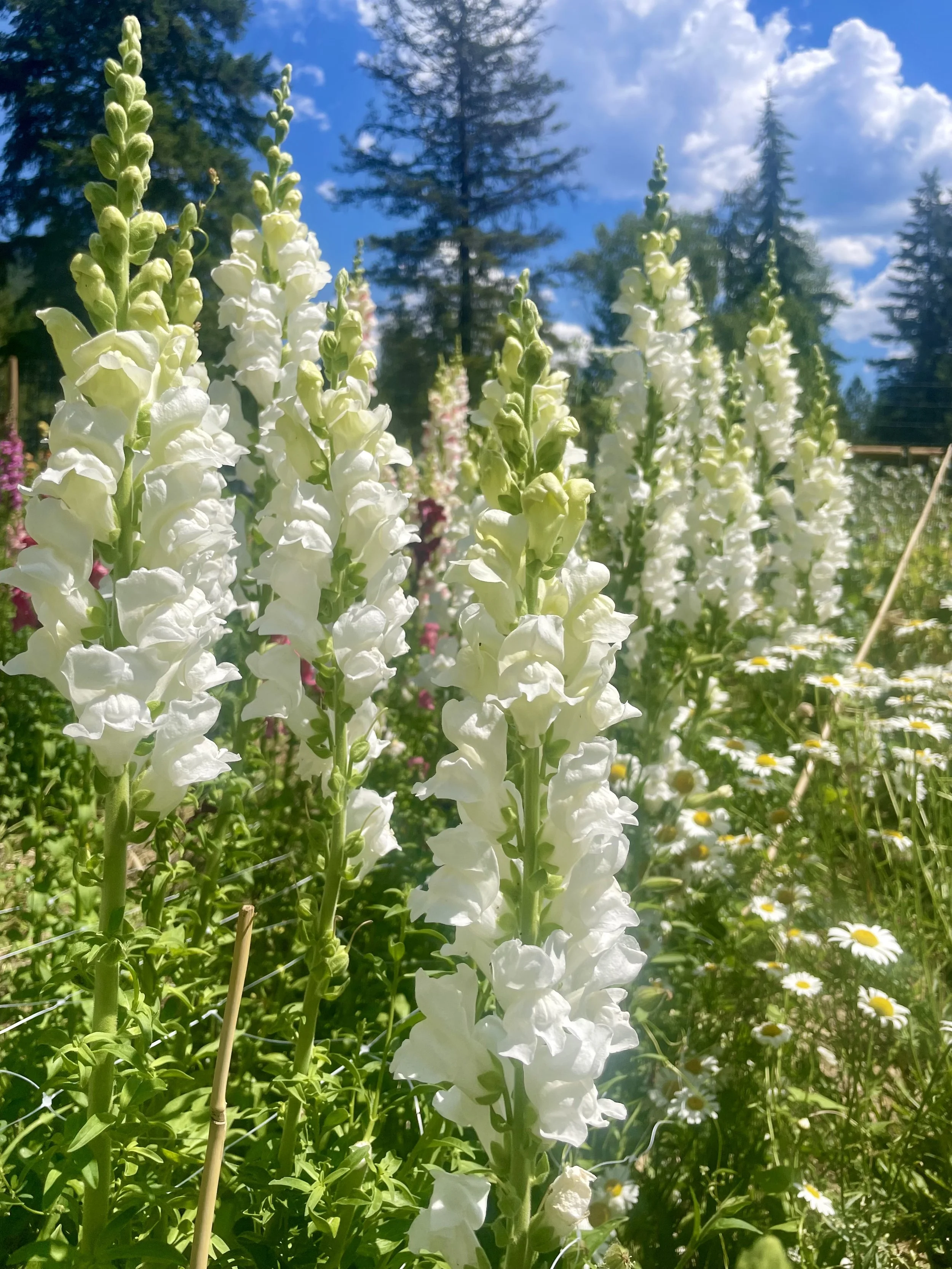 Close-up of tall white snapdragons flowers in a garden with a blue sky and pine trees in the background.