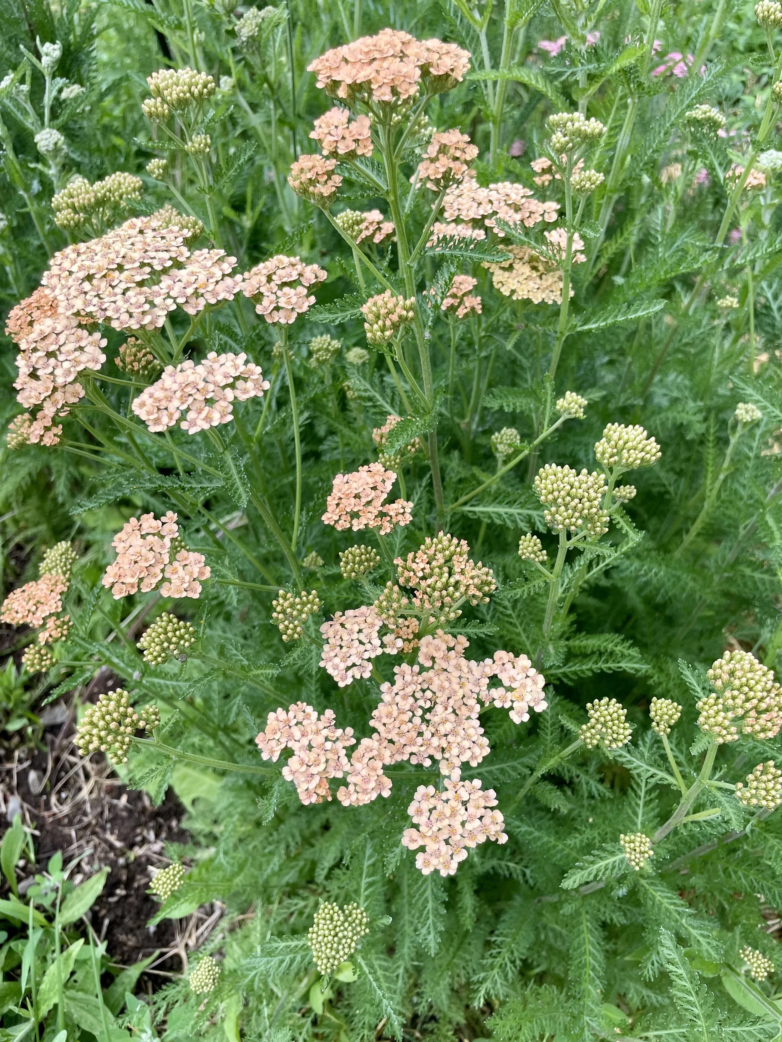 Salmon Yarrow