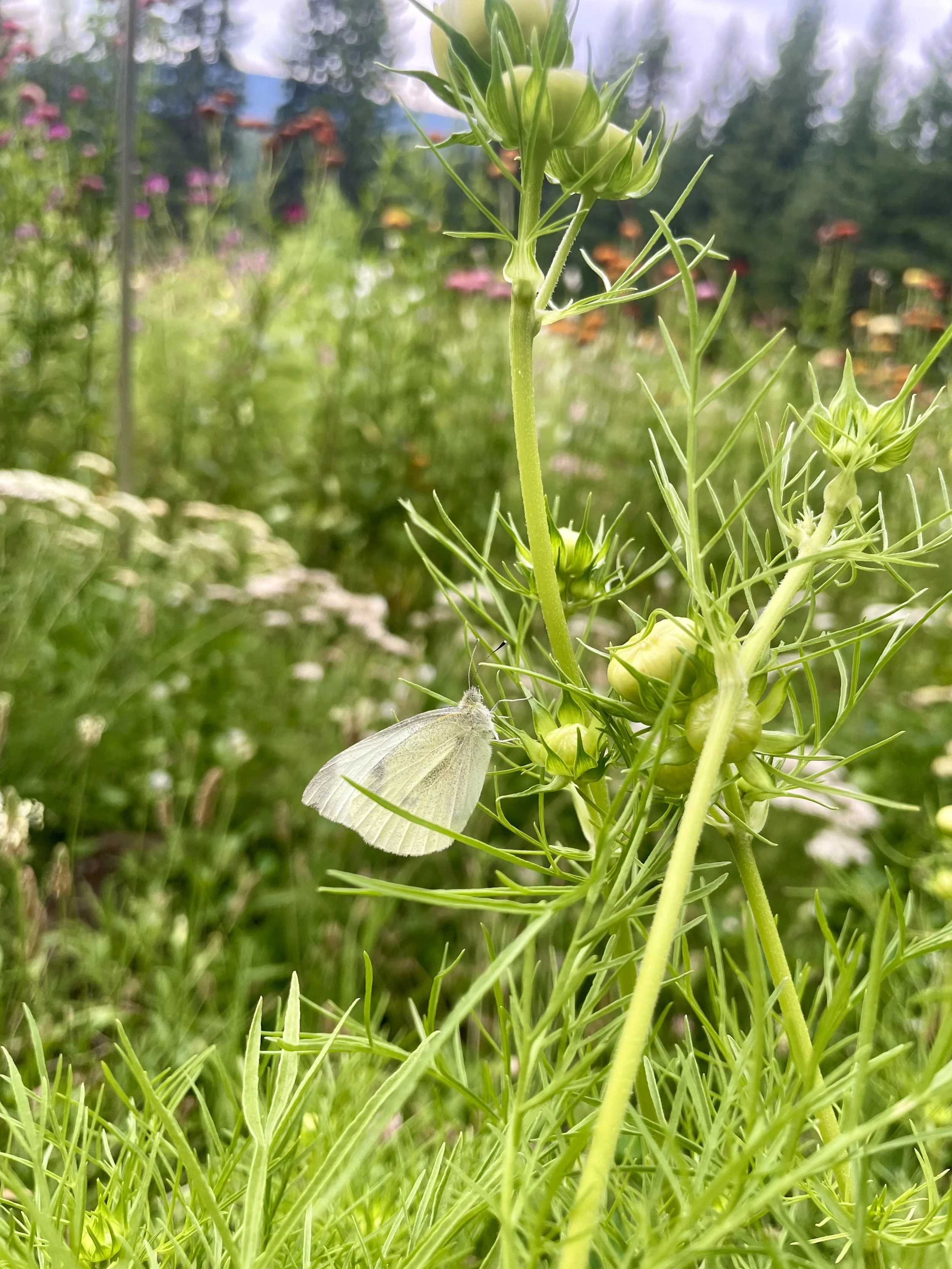 A white butterfly perched on a green plant in a garden with colorful flowers in the background.