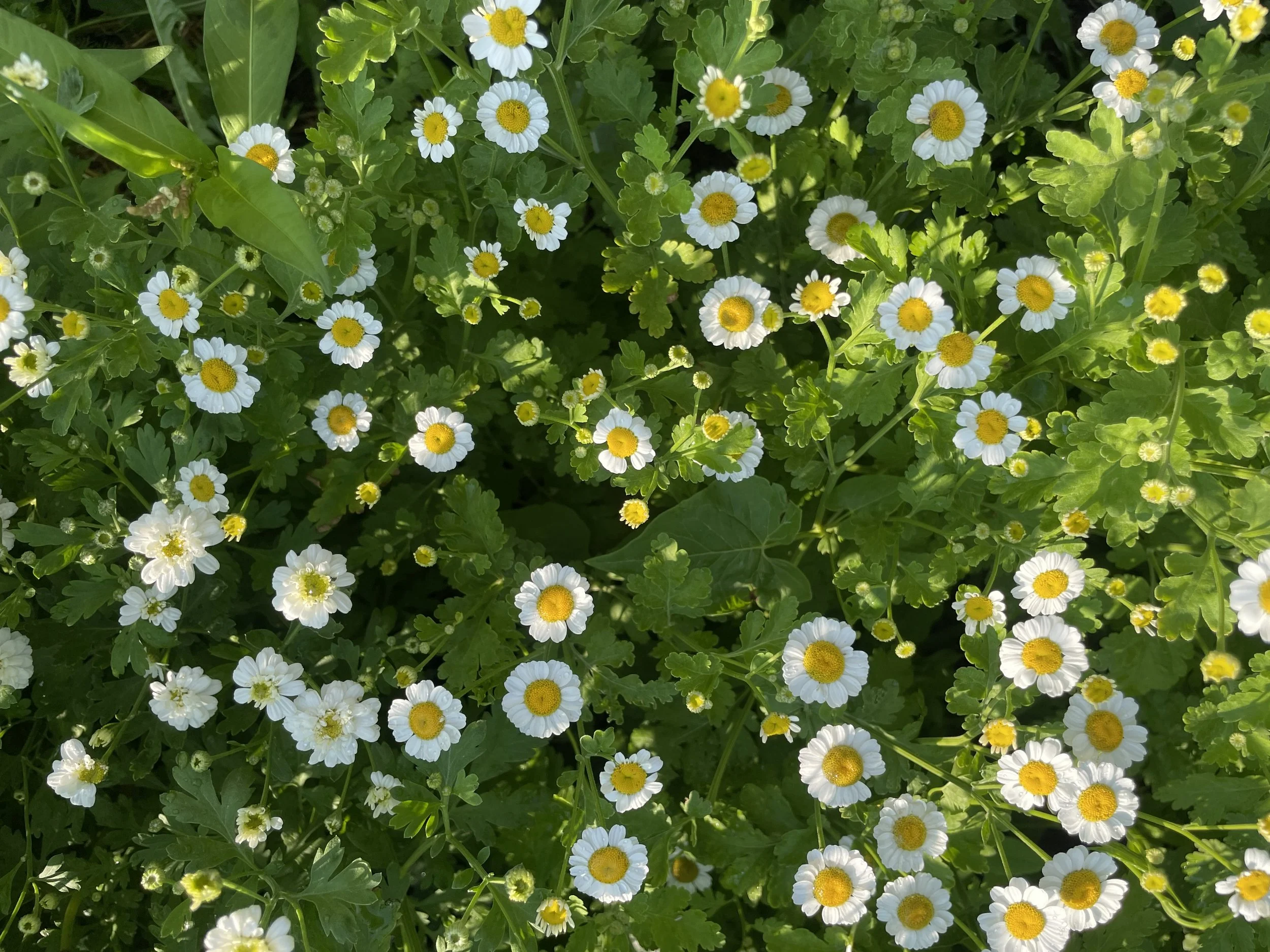 IMG_0096.jpeg