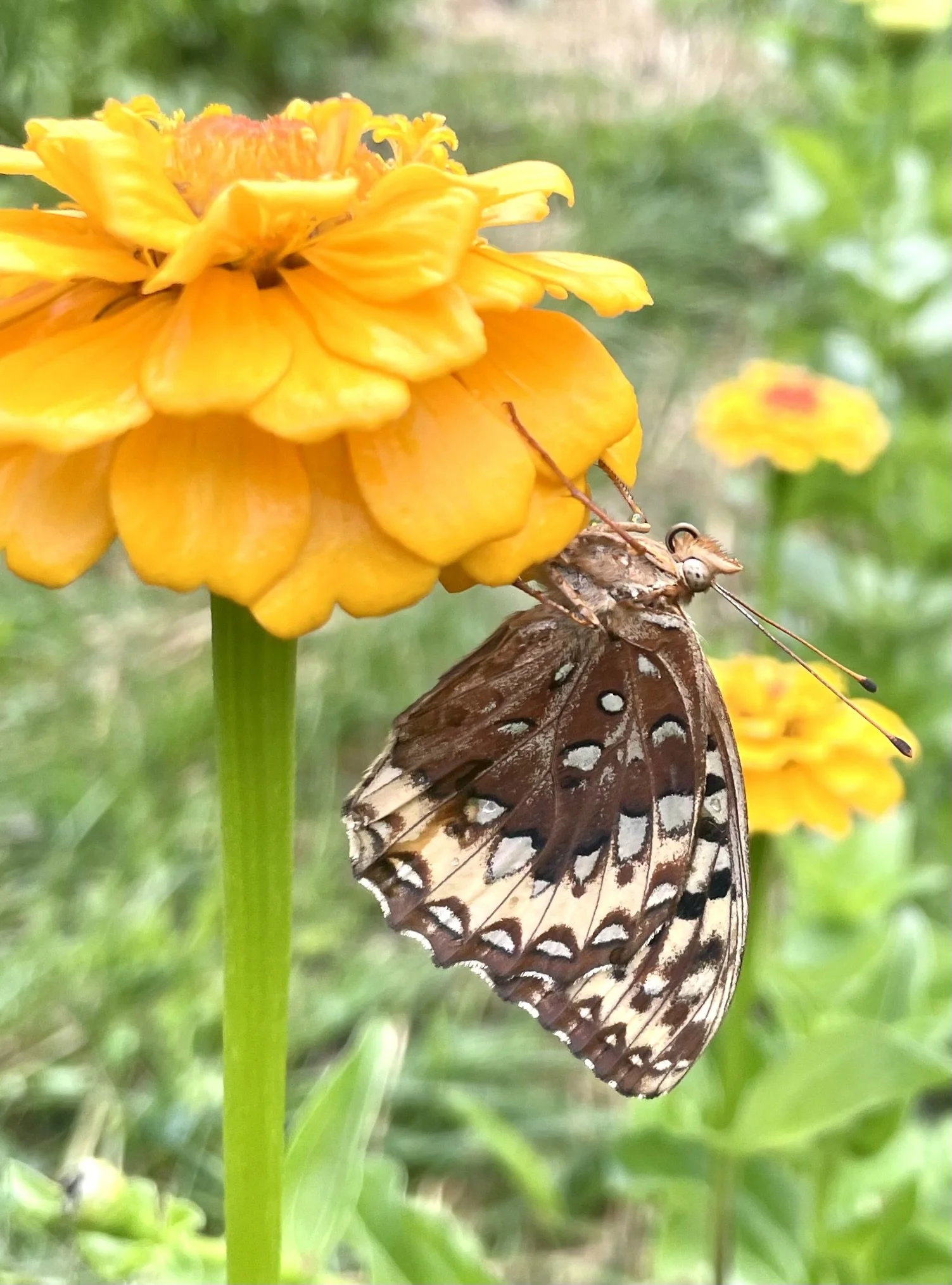 A butterfly perched on a yellow flower with another yellow flower in the background.