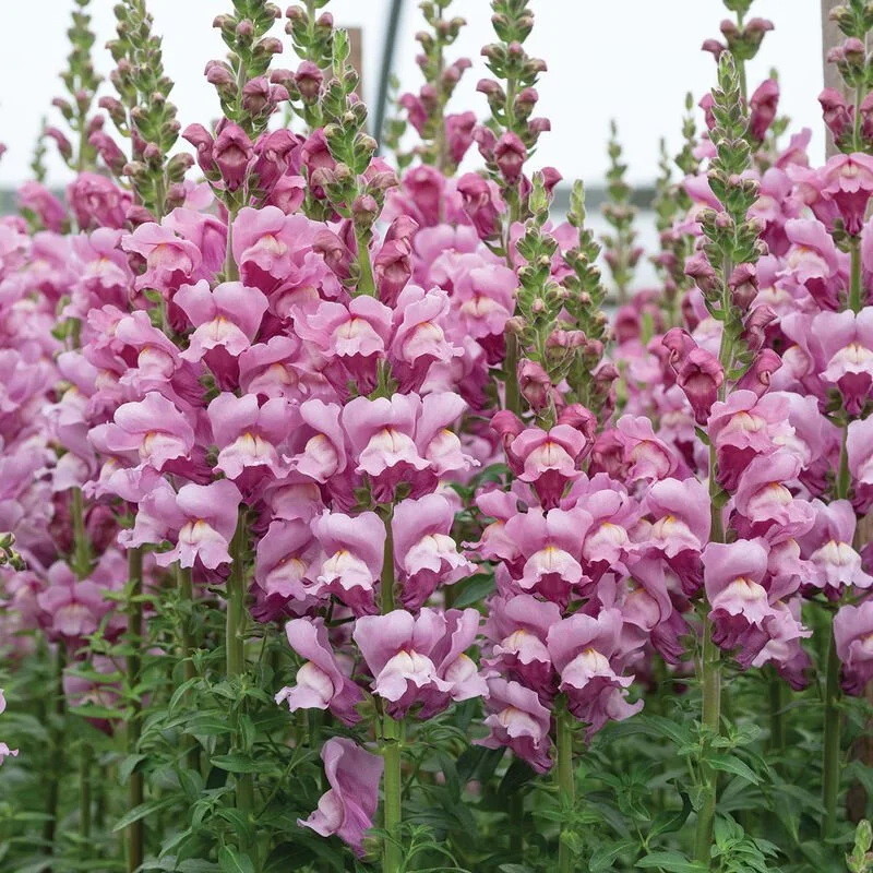 Pink snapdragon flowers blooming in a garden.