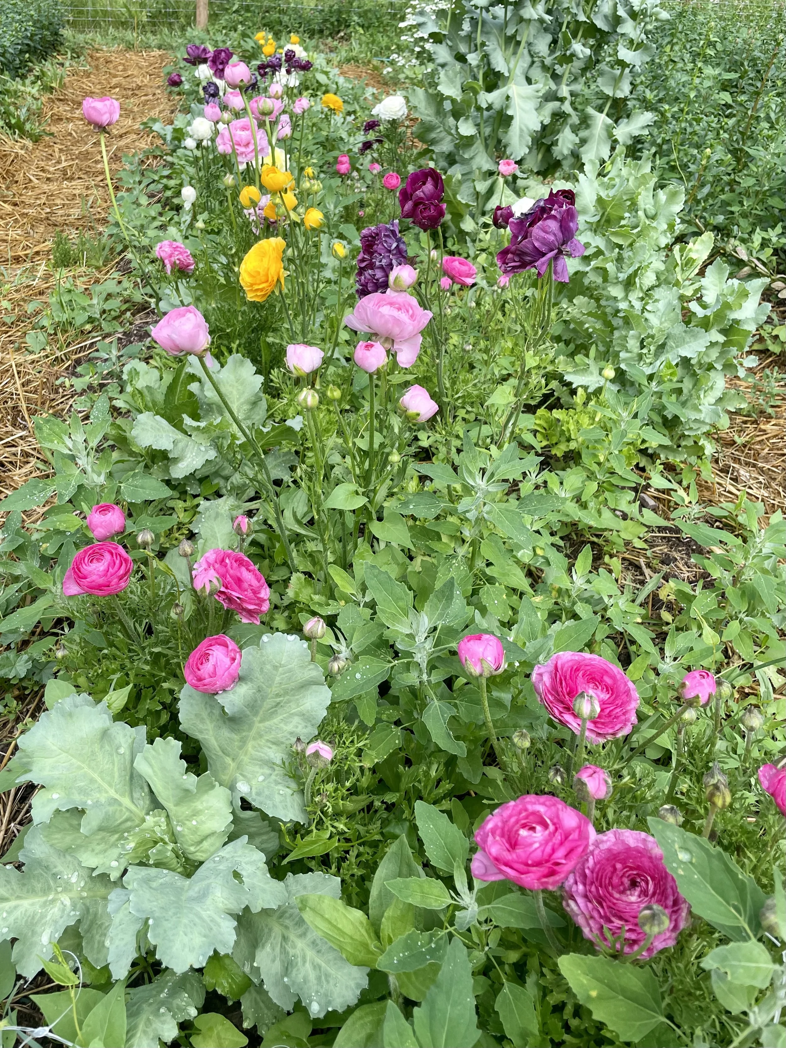 Ranunculus 