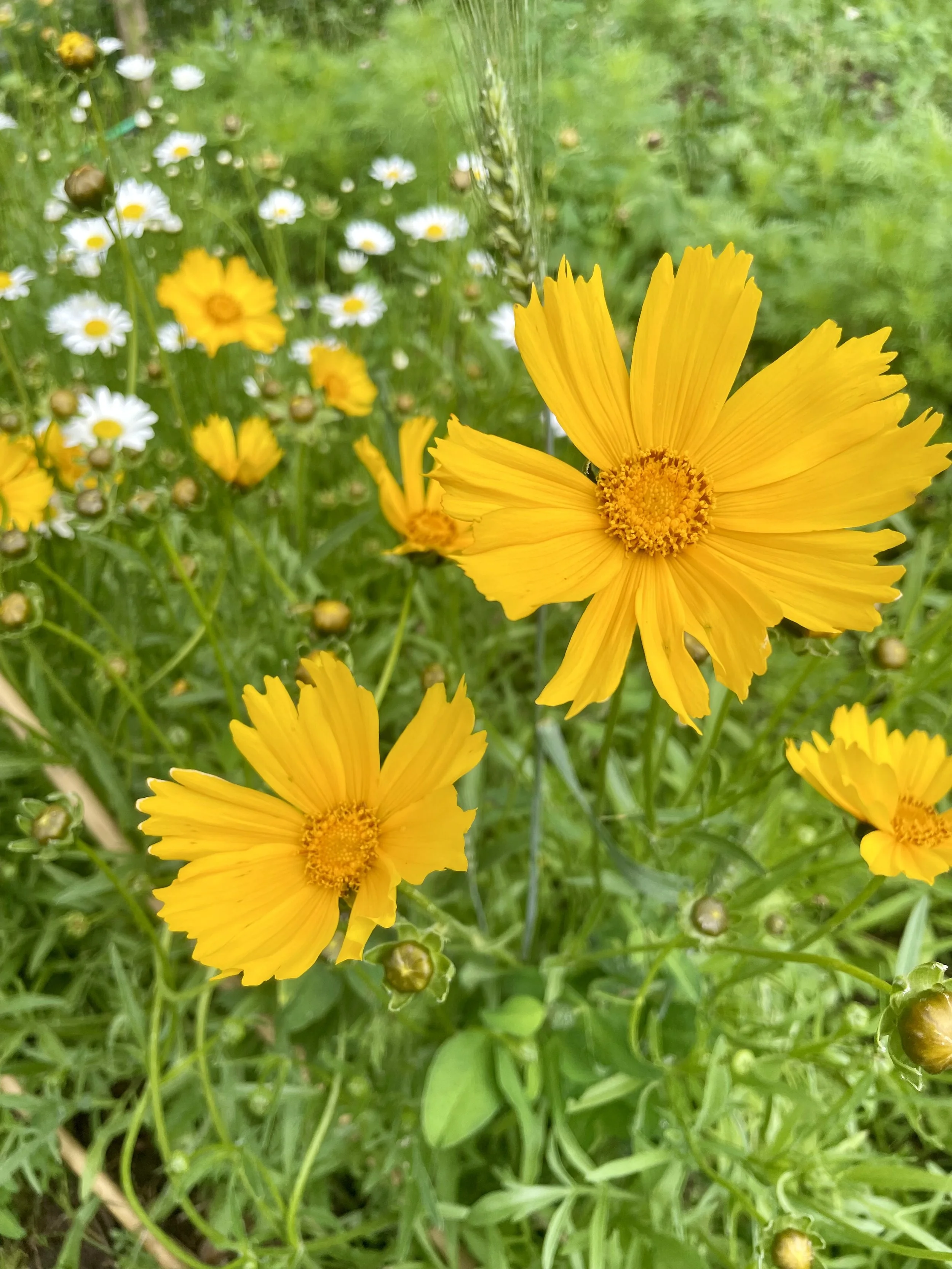 Coreopsis 