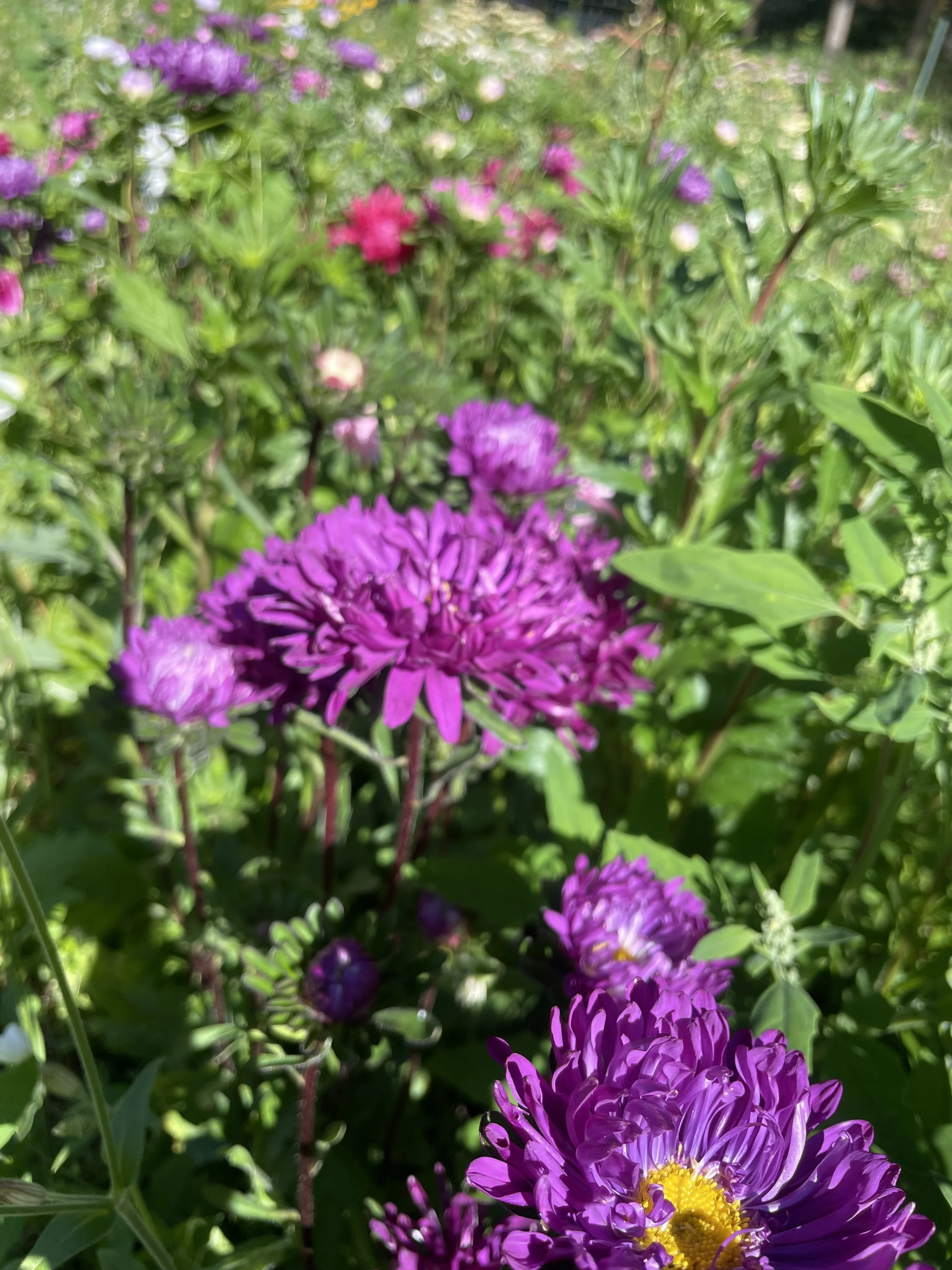 IMG_9867.jpeg