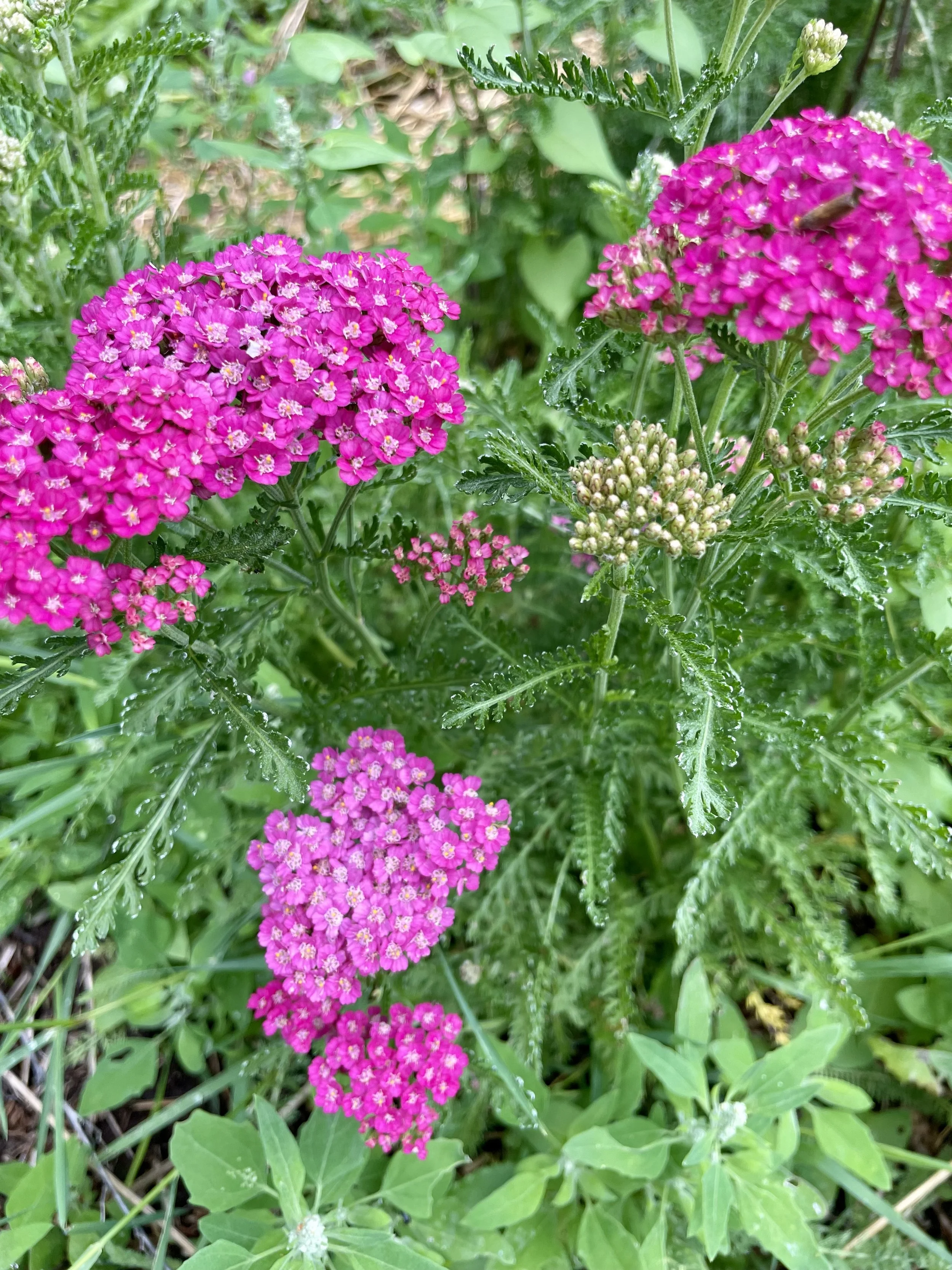 IMG_9565.jpeg