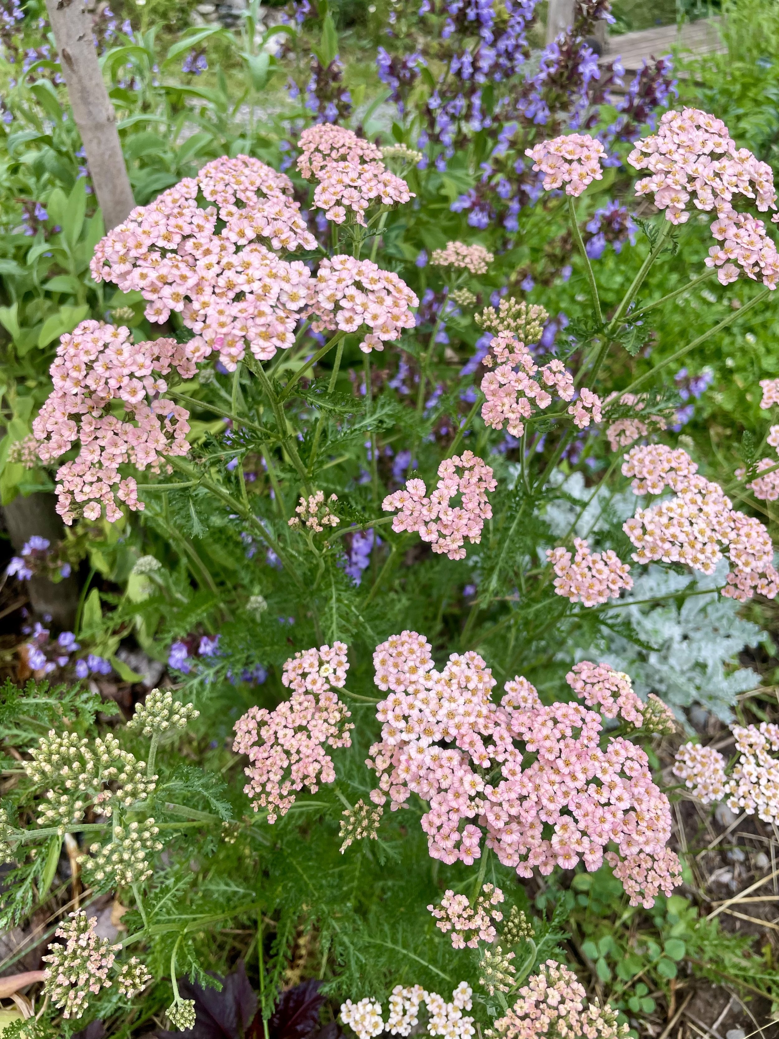 Light pink Yarrow