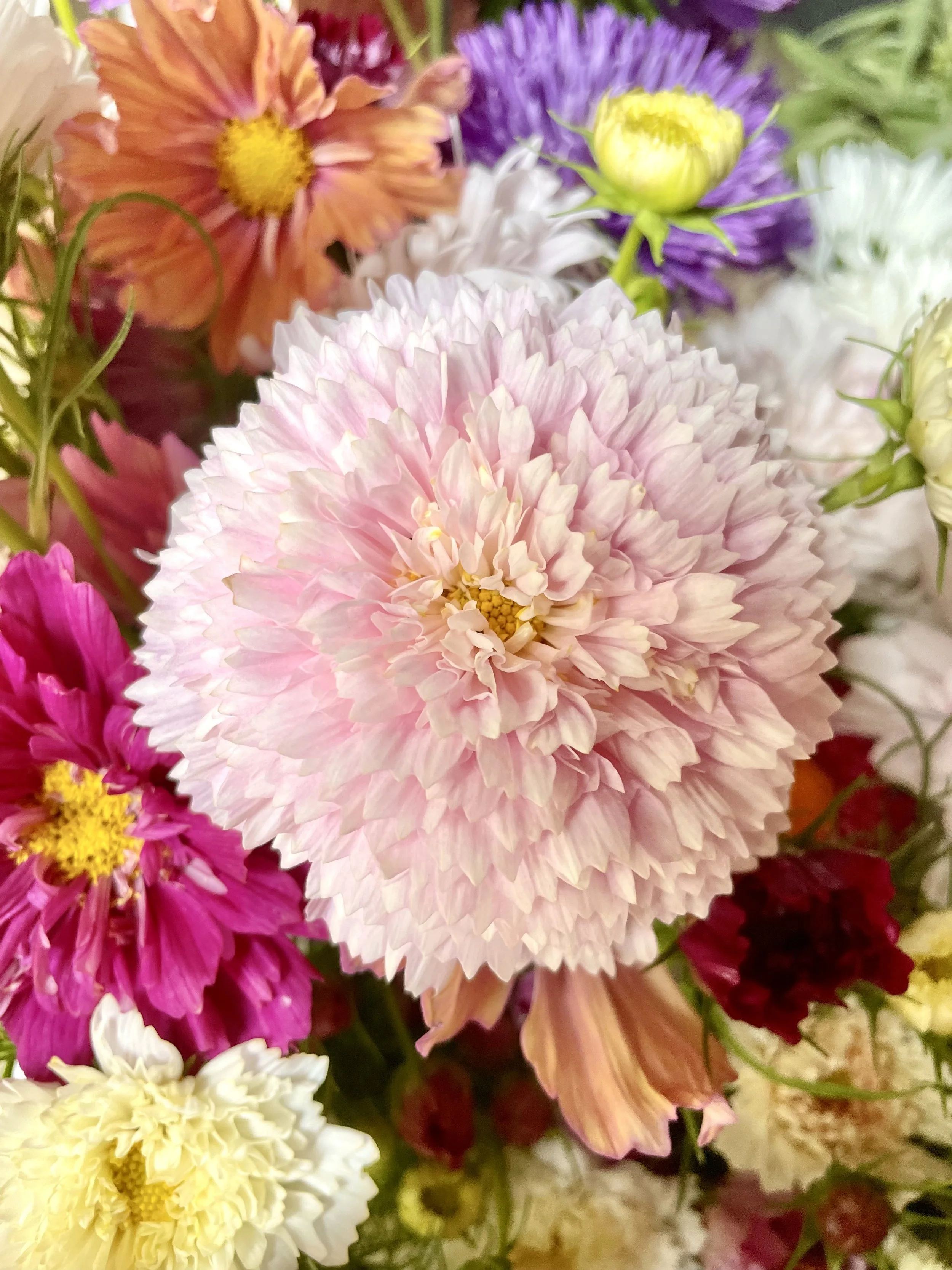 Close-up of a pink and white chrysanthmum flower among various other colorful flowers.
