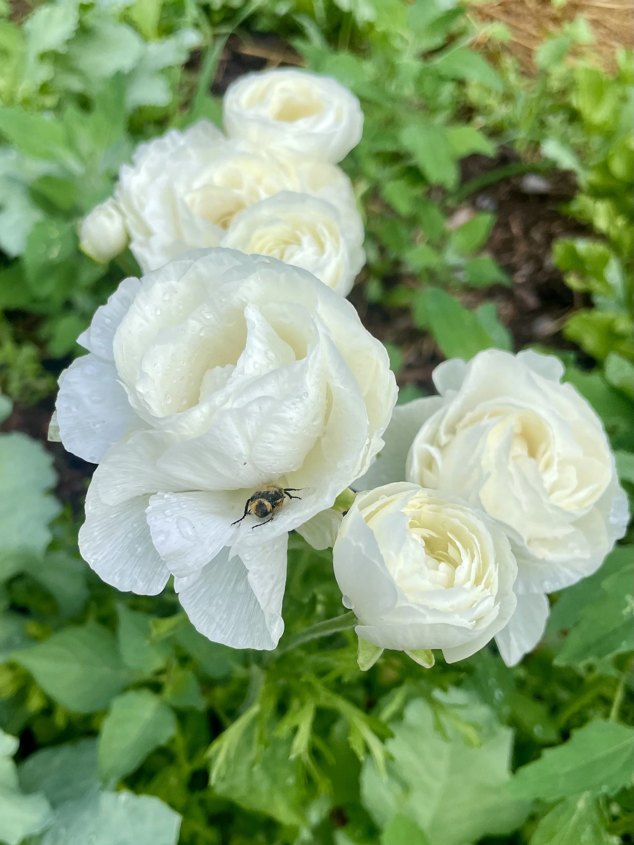 Ranunculus
