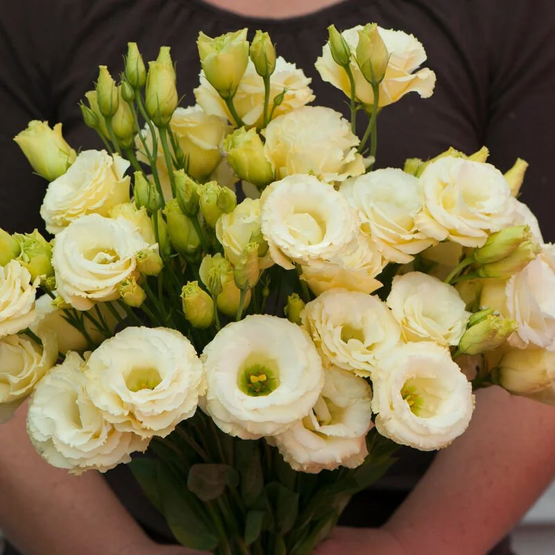 lisianthus gold.jpg