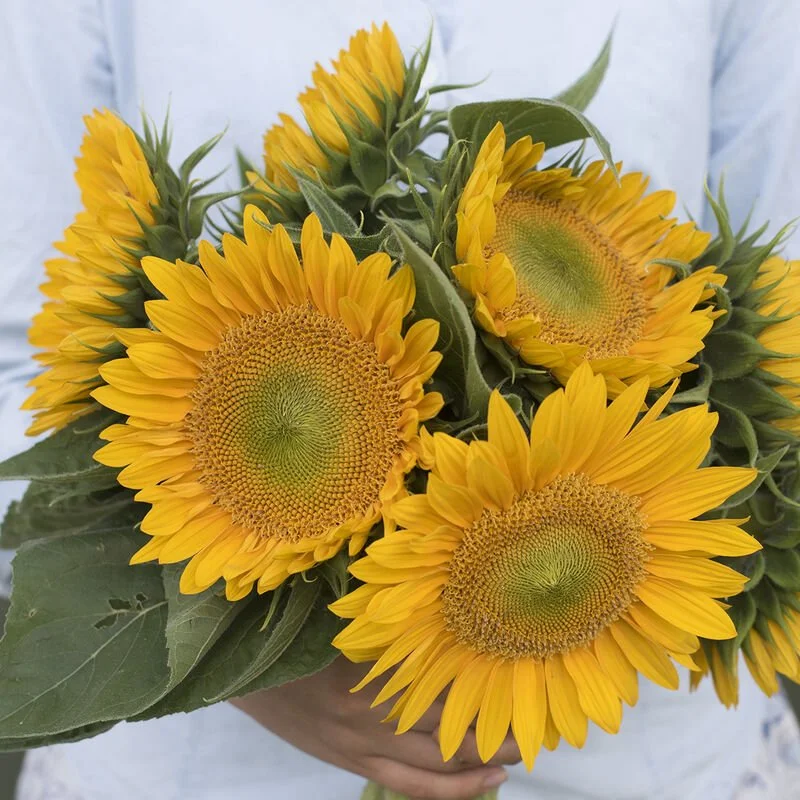 01714_01_sunrich_gold.jpg