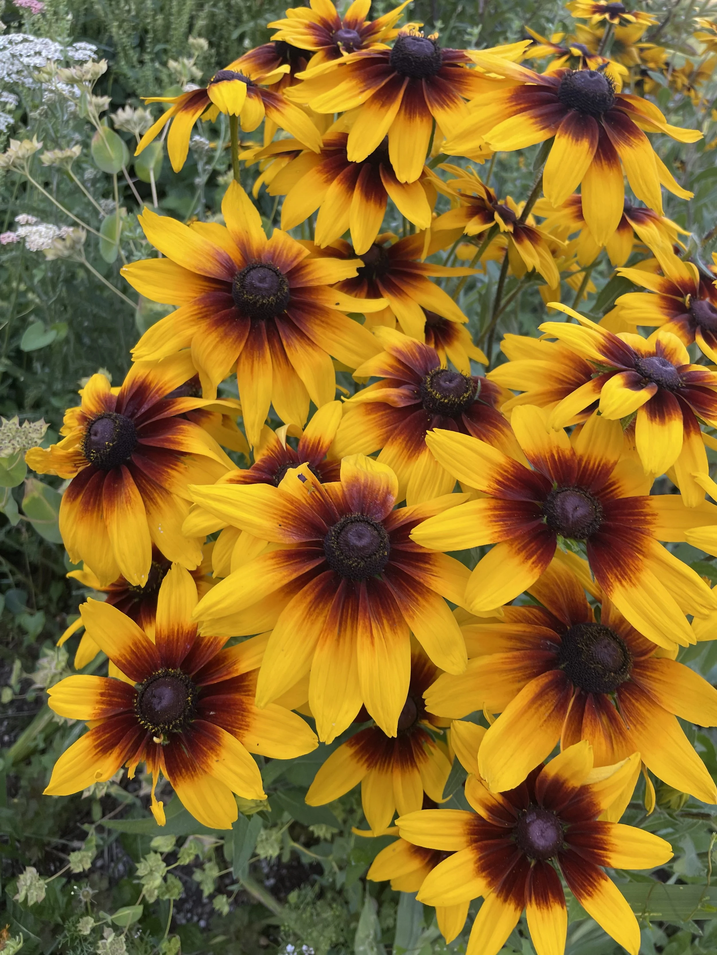 A cluster of bright yellow and dark red-rayed flowers with dark centers, growing among green leaves.