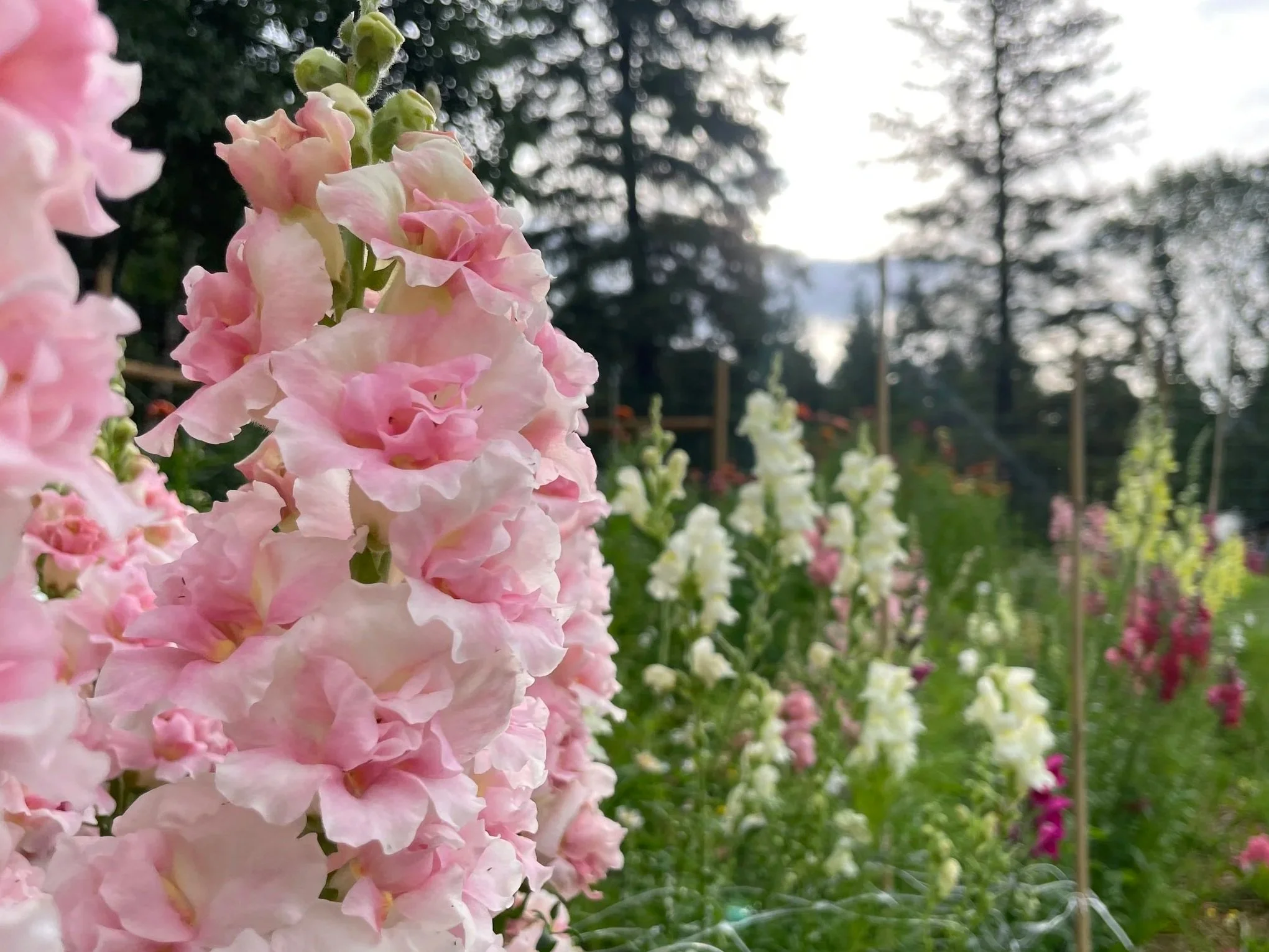 snapdragons in the flower garden (1).jpg