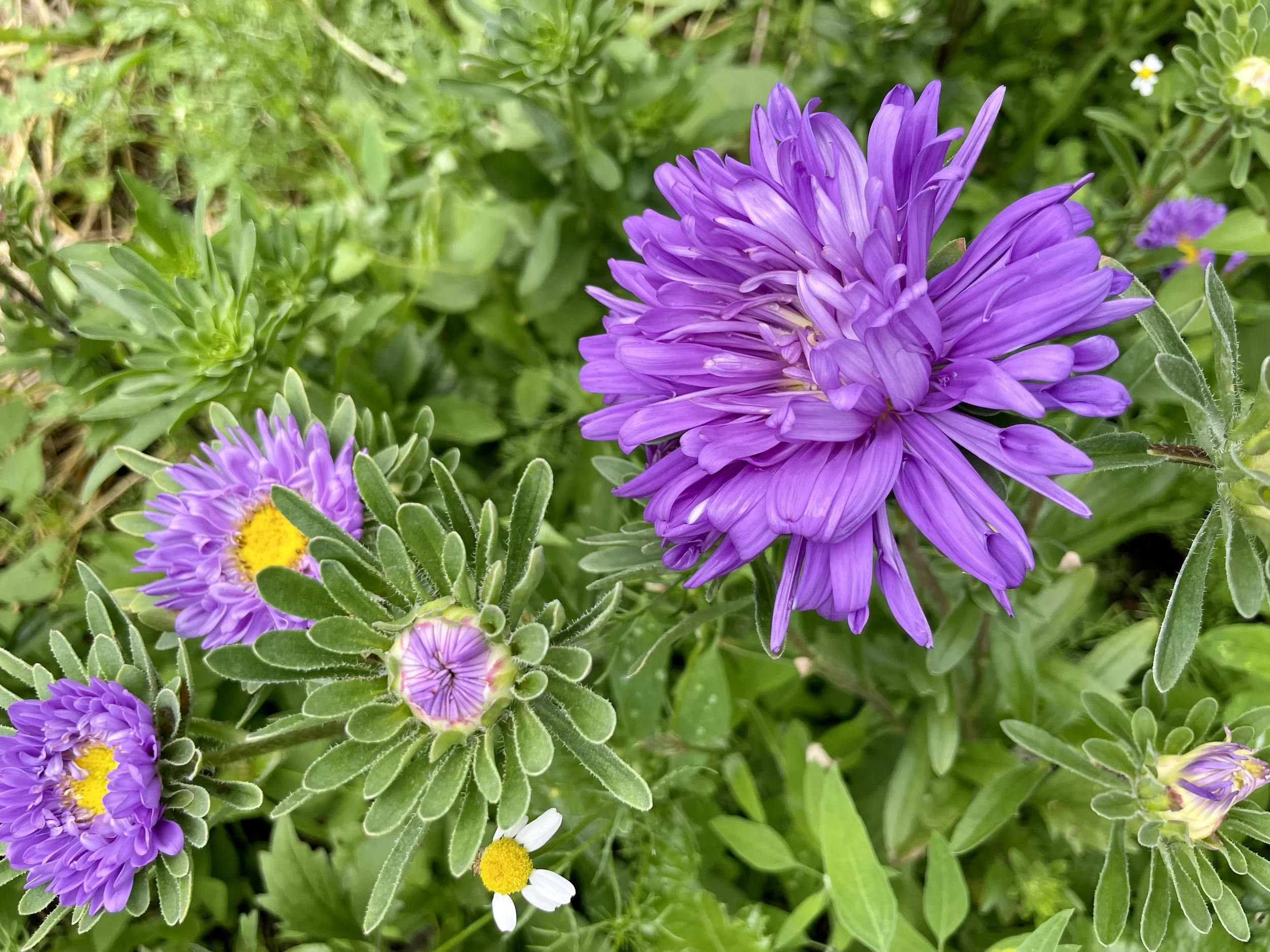 Tower Aster