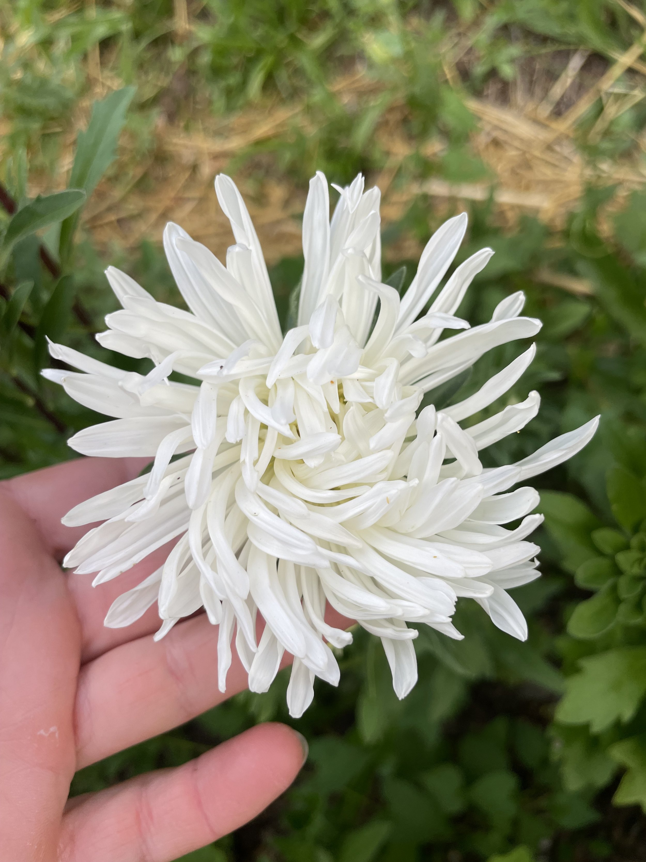 Tower Aster