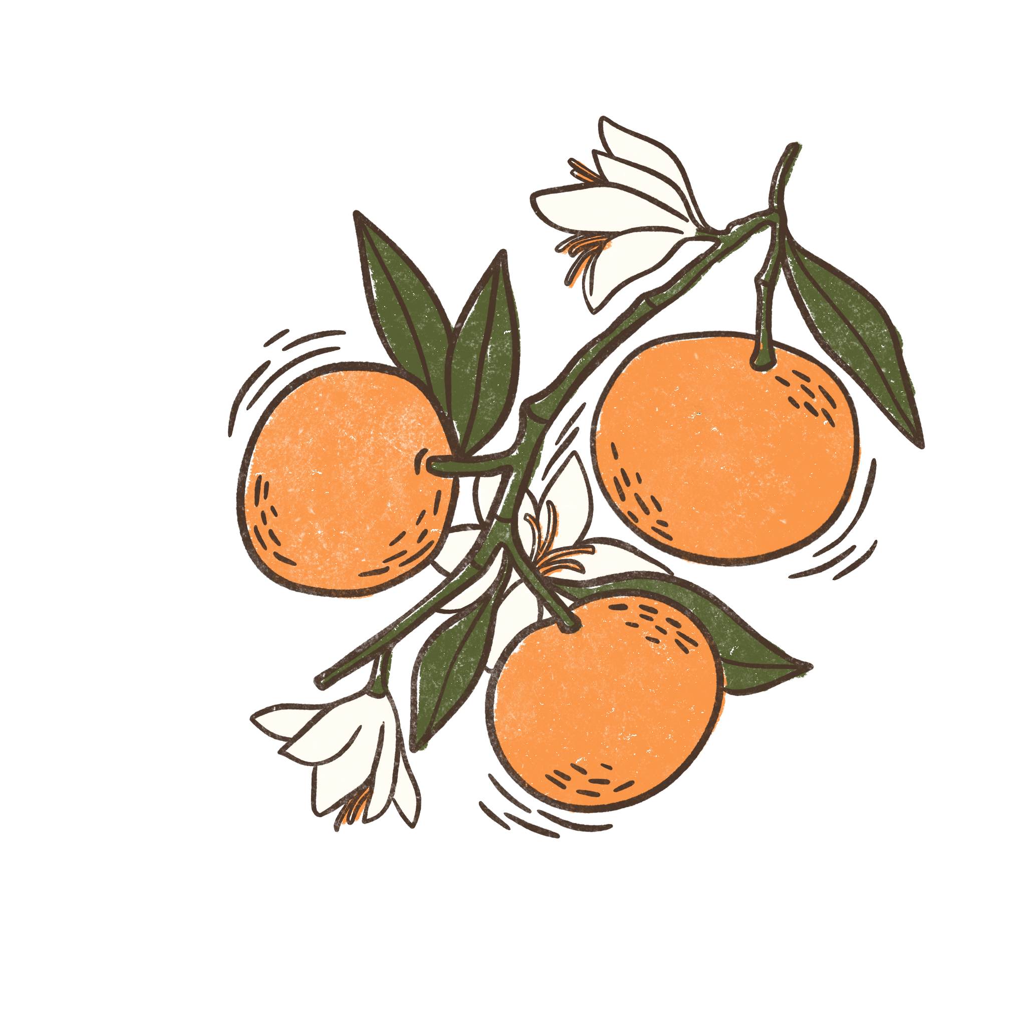 Illustration of three oranges on a branch with white flowers and green leaves.