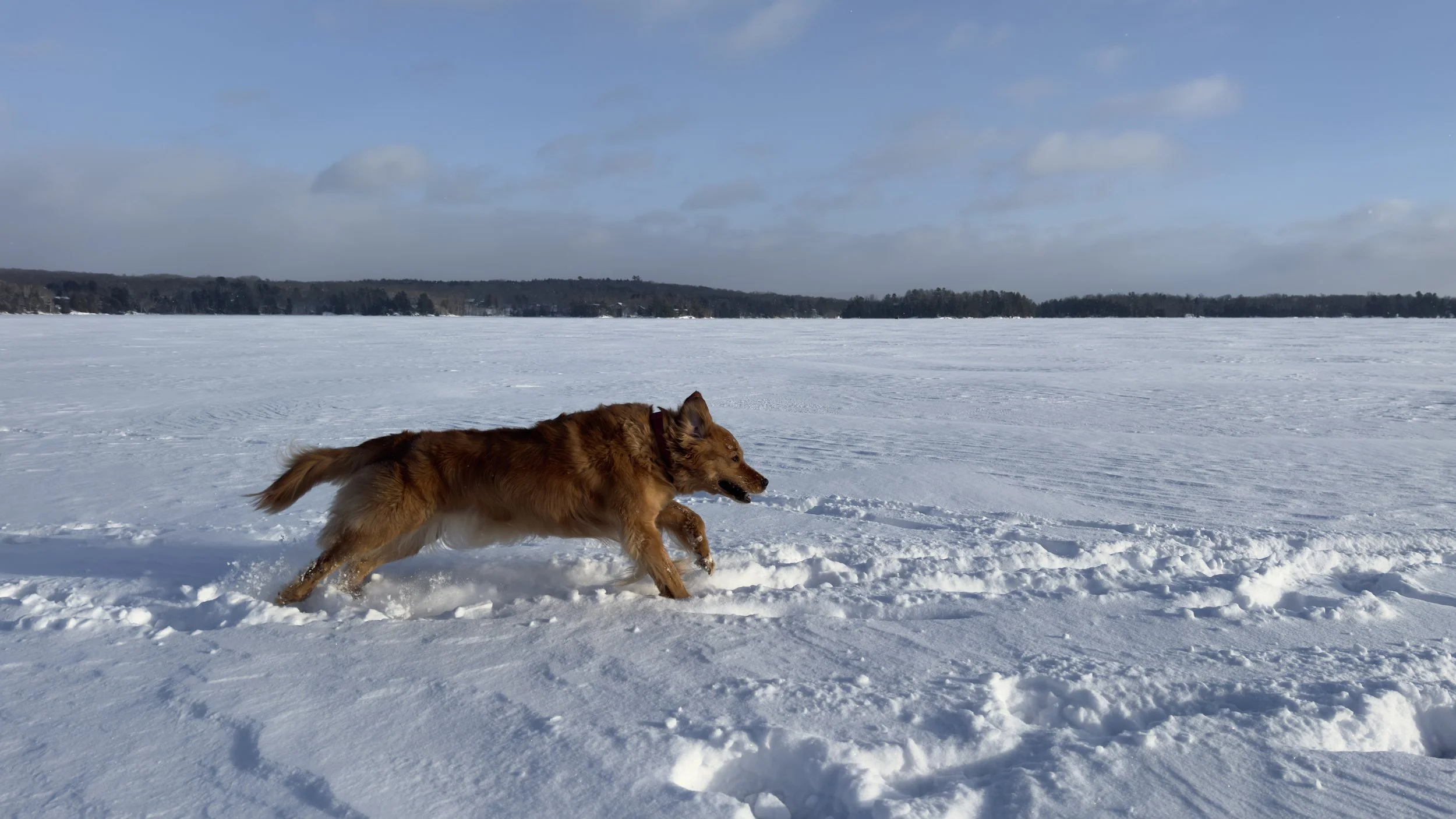 A golden retriever running through snow on a large frozen lake under a partly cloudy sky.