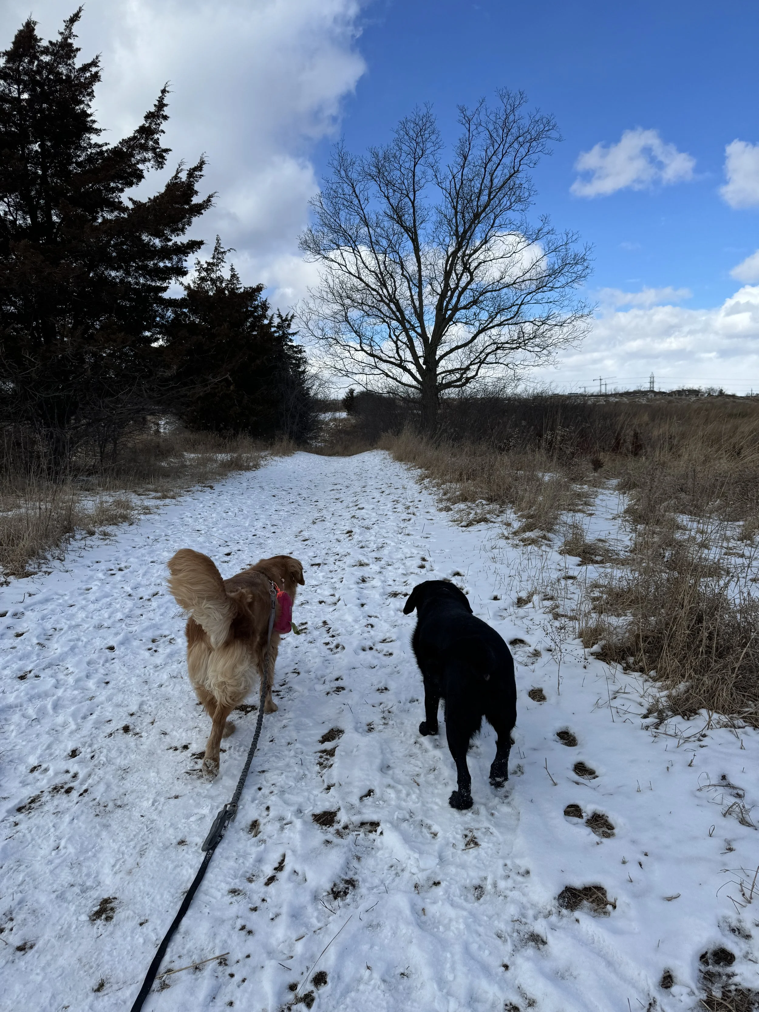 Two dogs walking on a snowy trail in a winter landscape with leafless trees and cloudy sky.