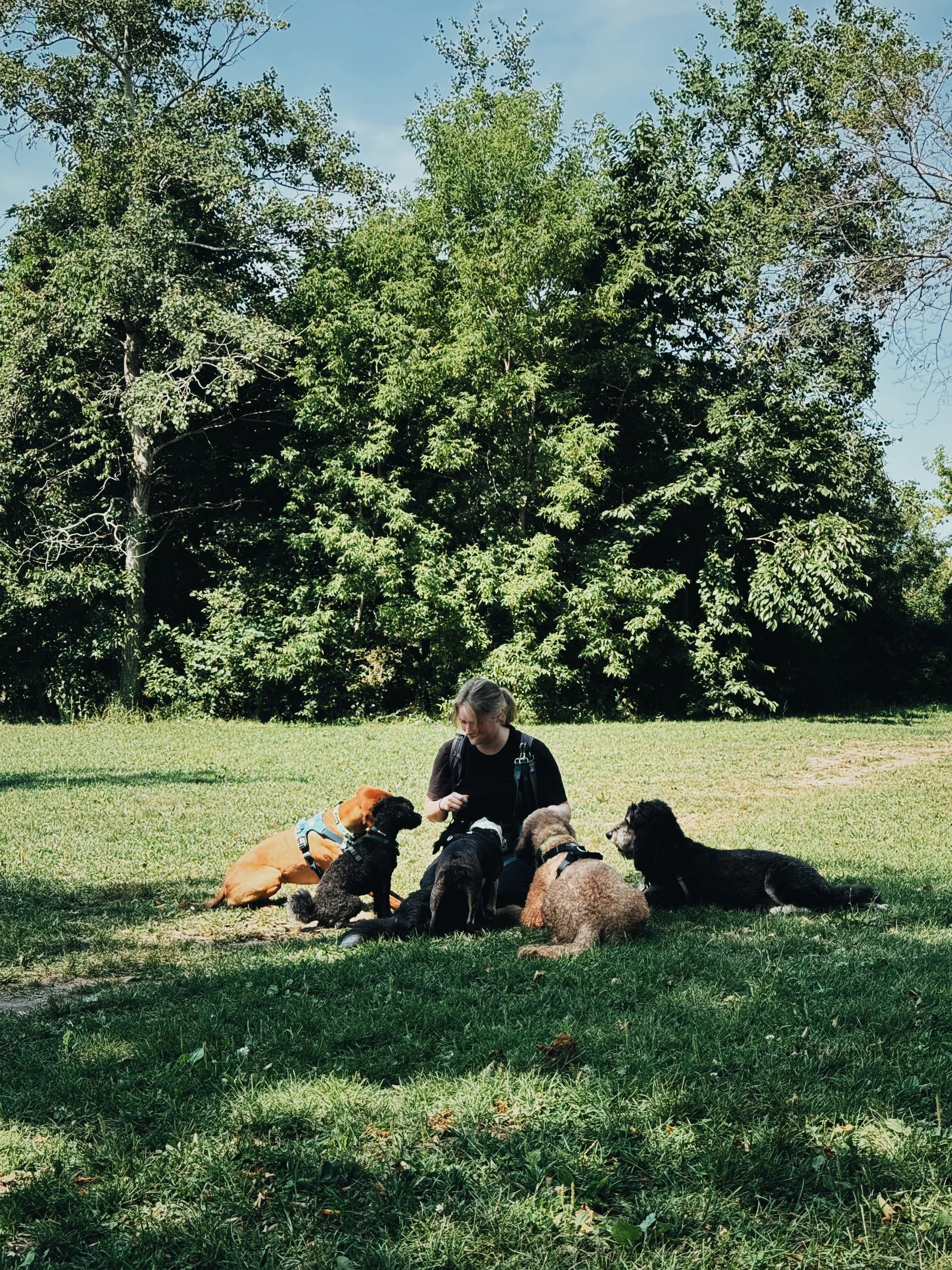 A woman sitting on the grass with multiple dogs, surrounded by green trees under a blue sky.