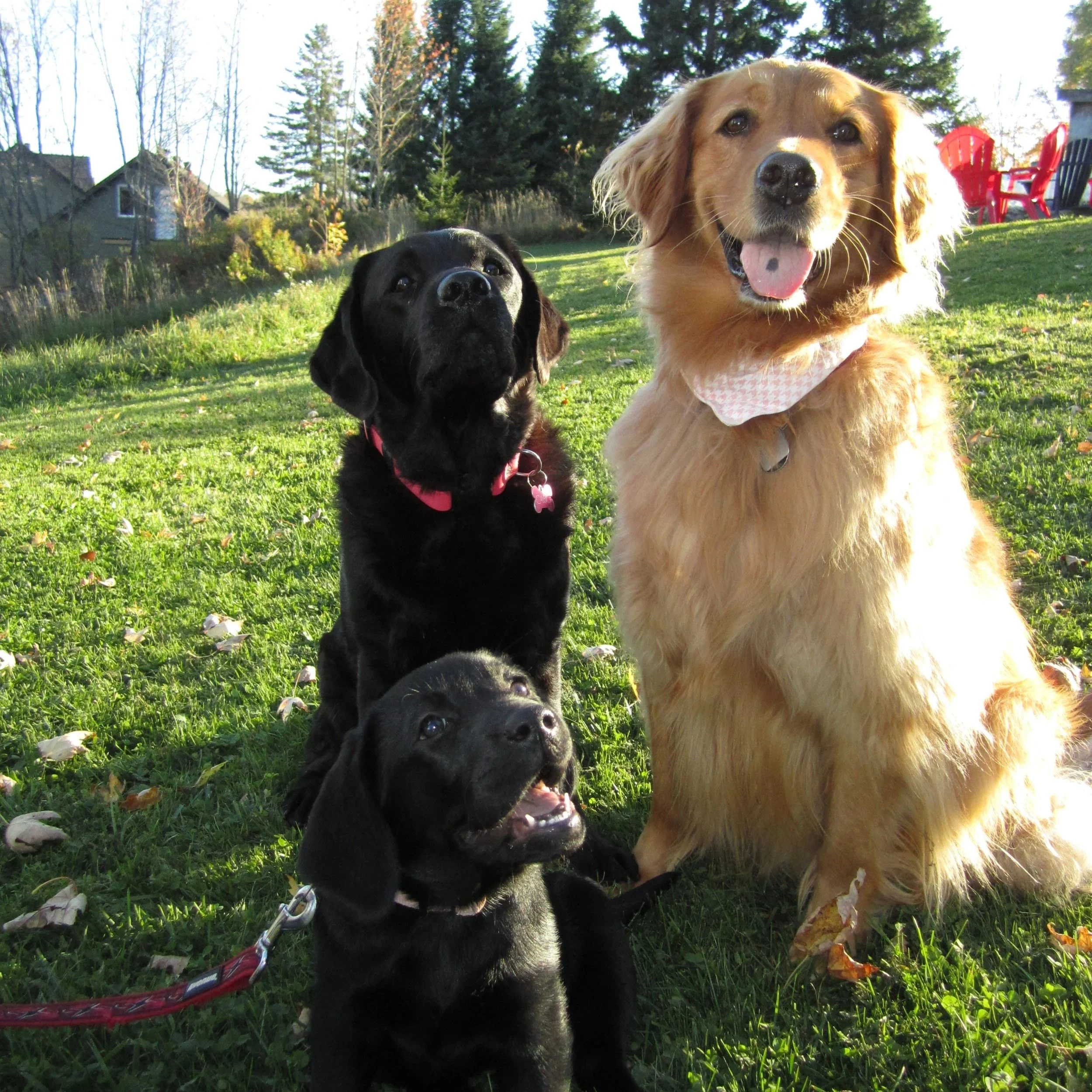 Three dogs sitting on a grassy lawn with trees and houses in the background. The dogs are a black puppy, a black Labrador, and a golden retriever. All dogs are looking at the camera and appear happy after +ve training session in Oakville