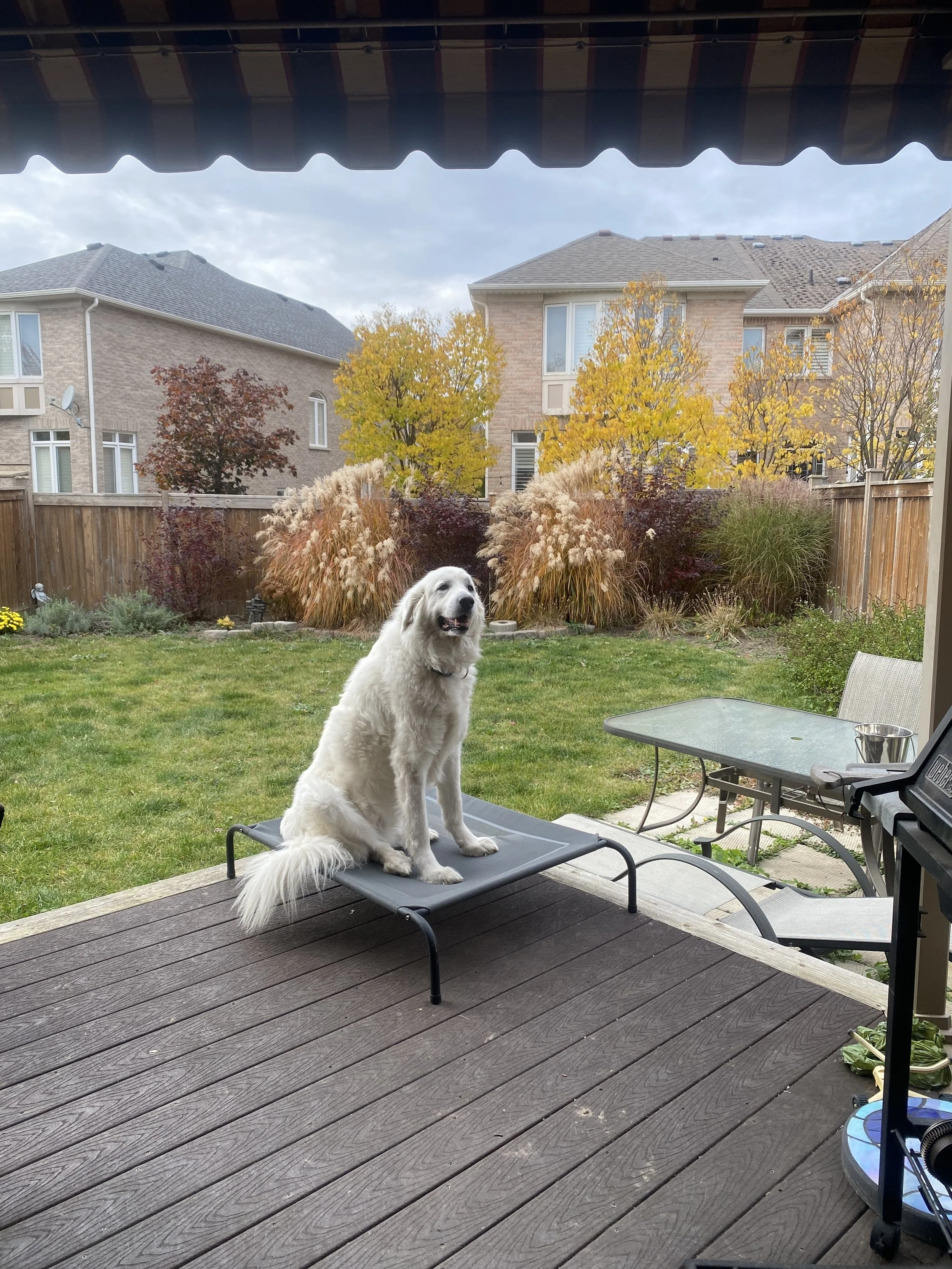 A white dog sitting on a raised outdoor lounge chair on a wooden deck with a backyard scene that includes a lawn, bushes, and trees with autumn foliage, and neighboring houses in the background. The sky is partly cloudy.