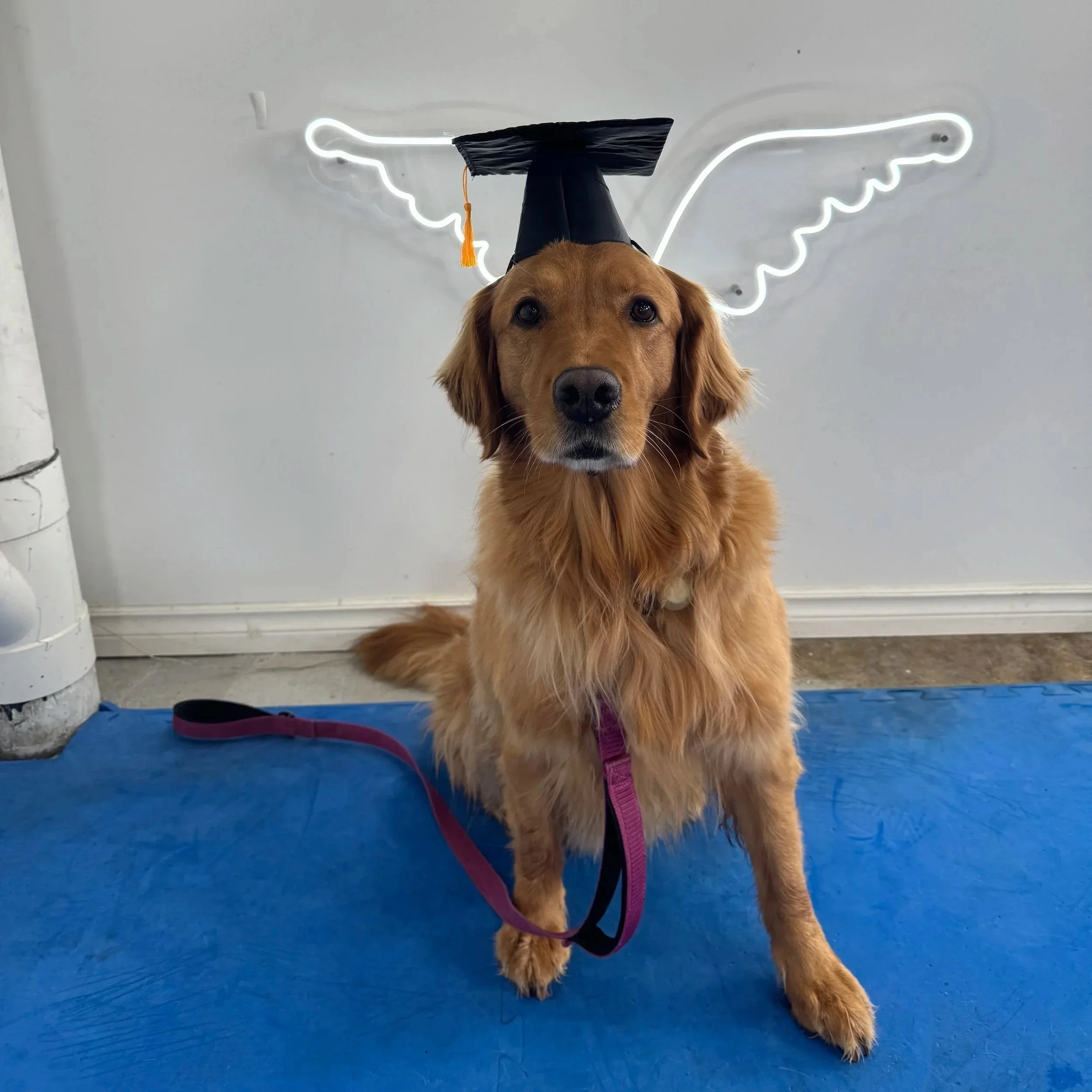 Golden retriever dog wearing a graduation cap, sitting on a blue mat in front of a wall with a neon light decoration. Karen Pryor certification.  Book now for +ve training.