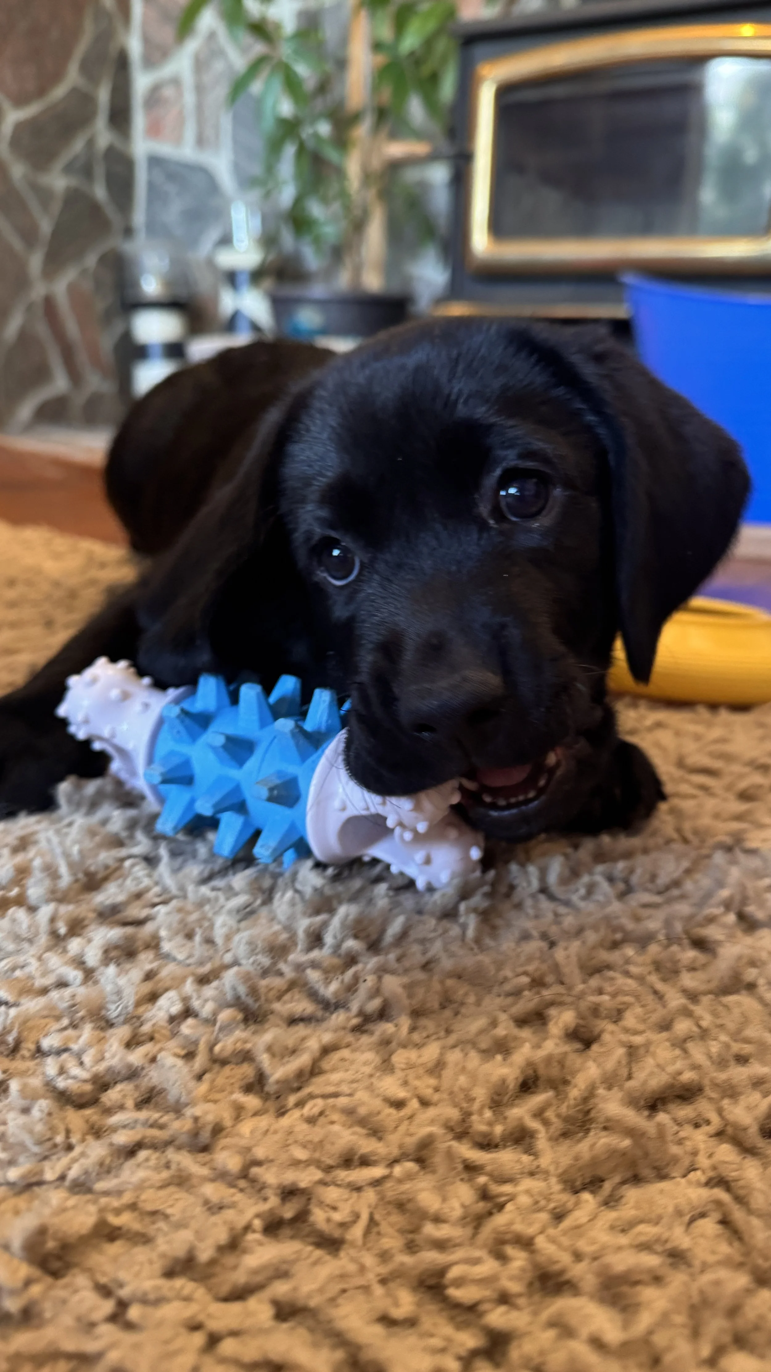 A black puppy lying on a beige carpet, chewing on a blue and white spiked chew toy. In the background, there's a stone wall, a green plant, and a black stove or fireplace with a glass door.